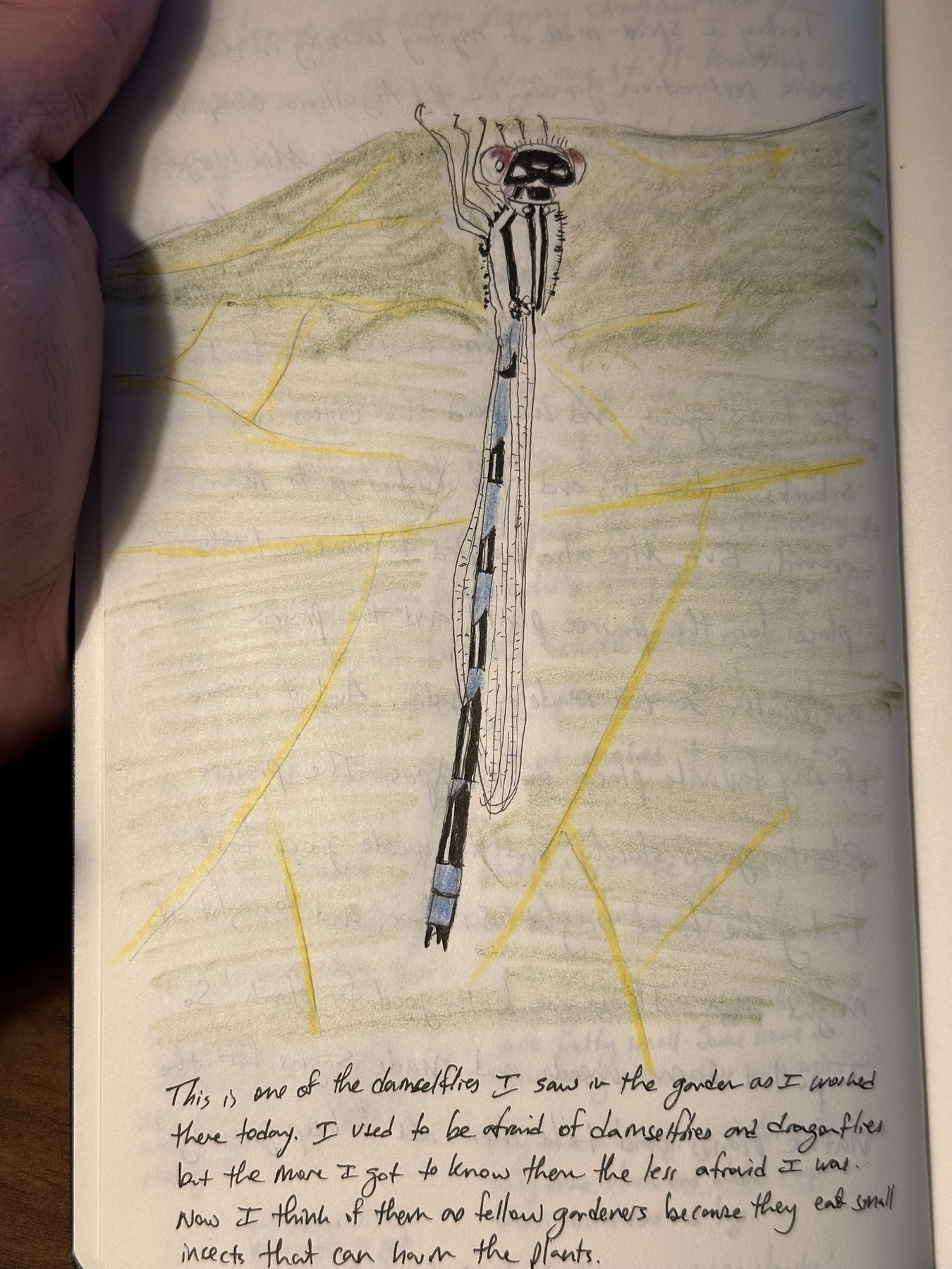 A detailed drawing of a damselfly with a long body and transparent wings is accompanied by handwritten text at the bottom.