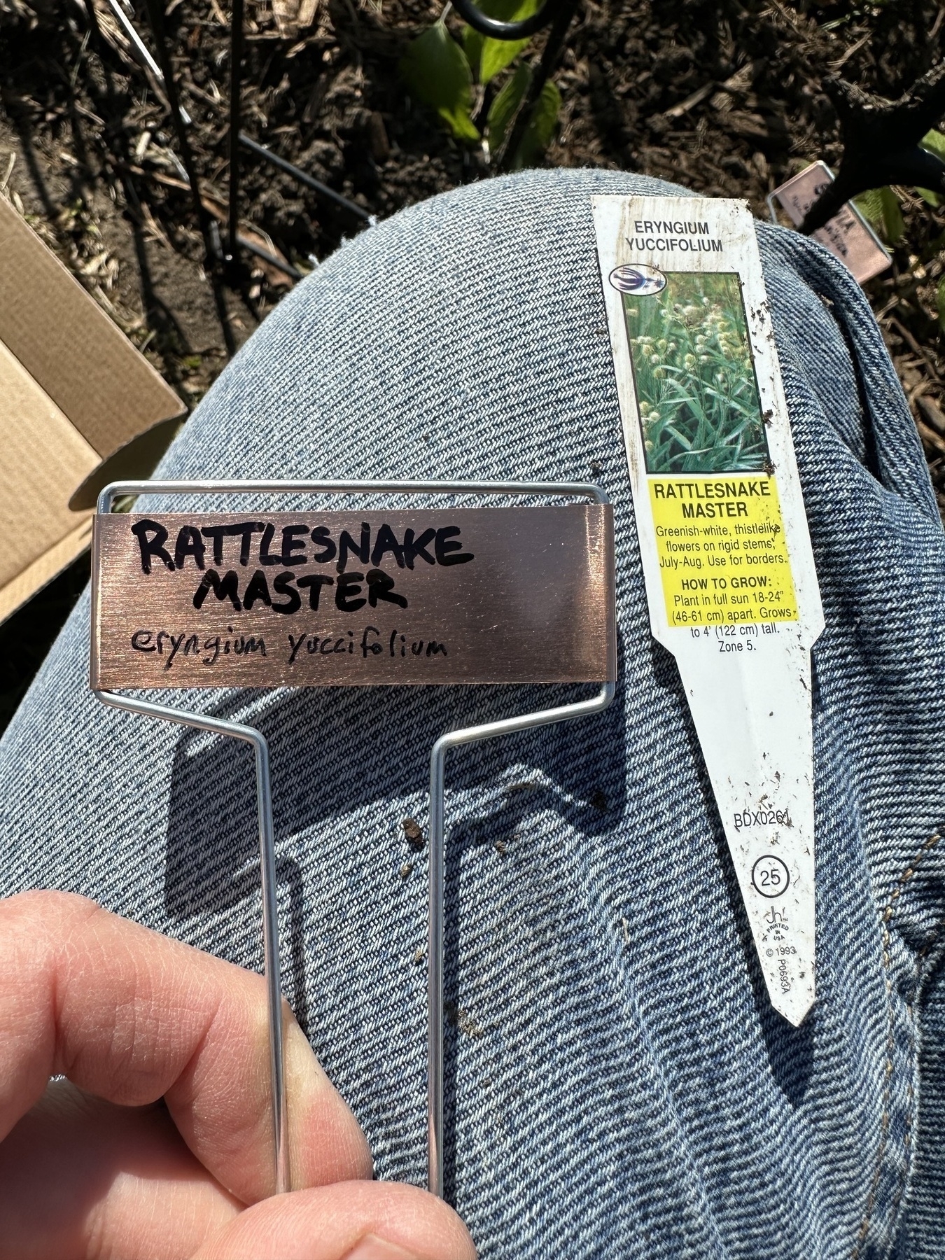 A person is holding a plant label and sitting with a plant tag for "Rattlesnake Master (Eryngium yuccifolium)" on their jeans.