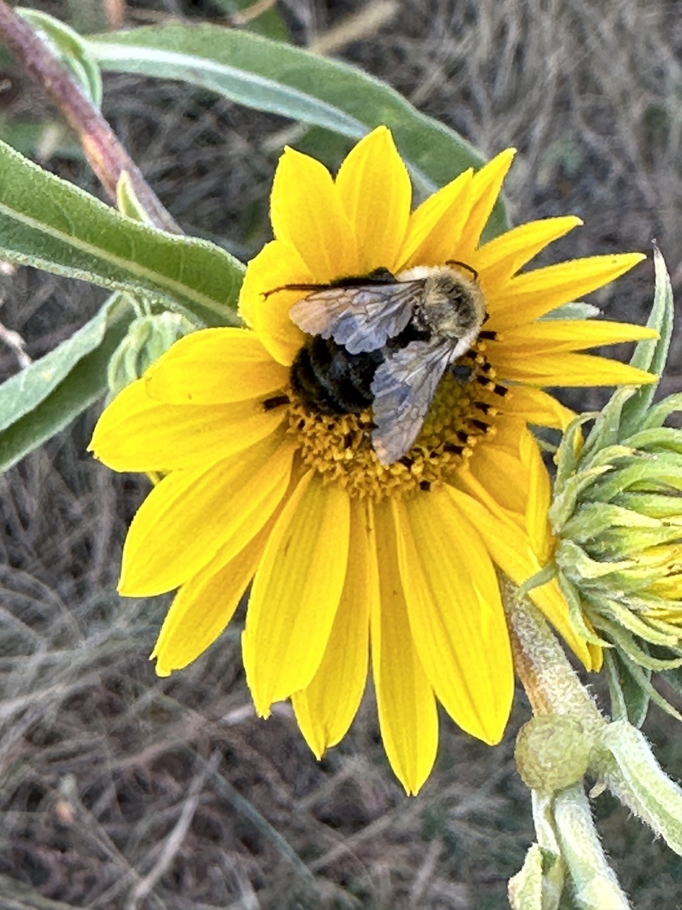 Auto-generated description: A bee is perched on a vibrant yellow sunflower.