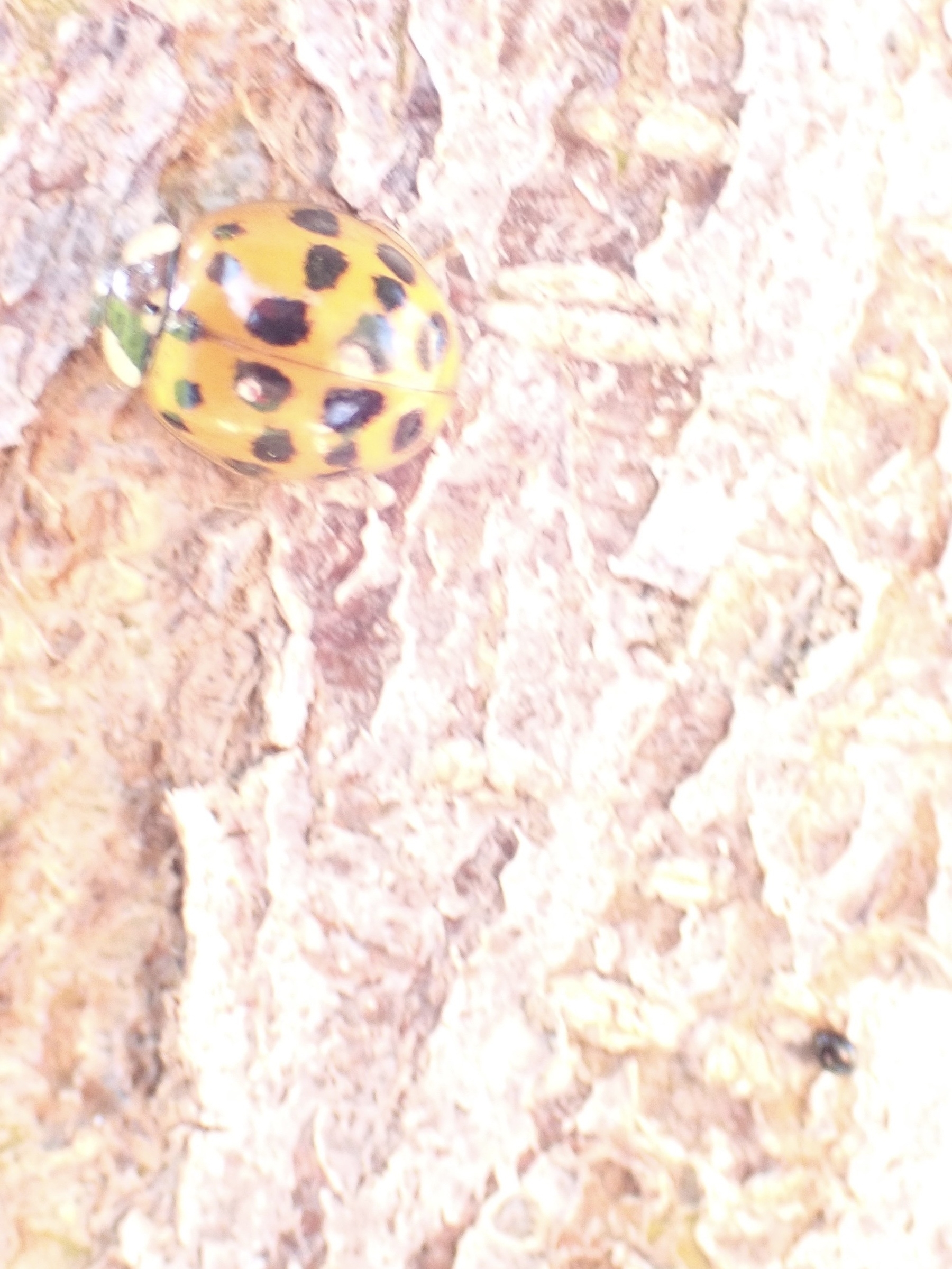 A ladybug with black spots is crawling on a rough, textured surface. Nearby is a tiny black beetle. 
