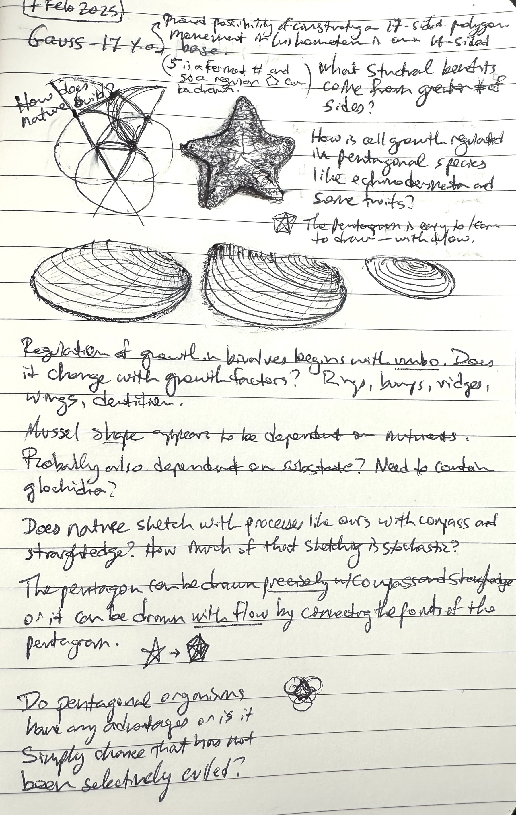 A page filled with handwritten notes and detailed sketches of shells and a star-like shape. Sketches of mussels and a sea star. Sketches of construction of a pentagon with compass and straightedge. The text is full of notes about how nature builds various structures. 