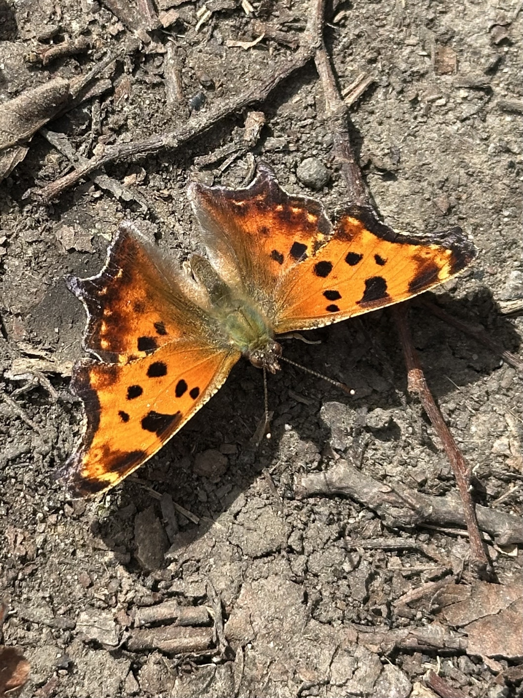 A butterfly with vibrant orange and black patterned wings is resting on the ground.