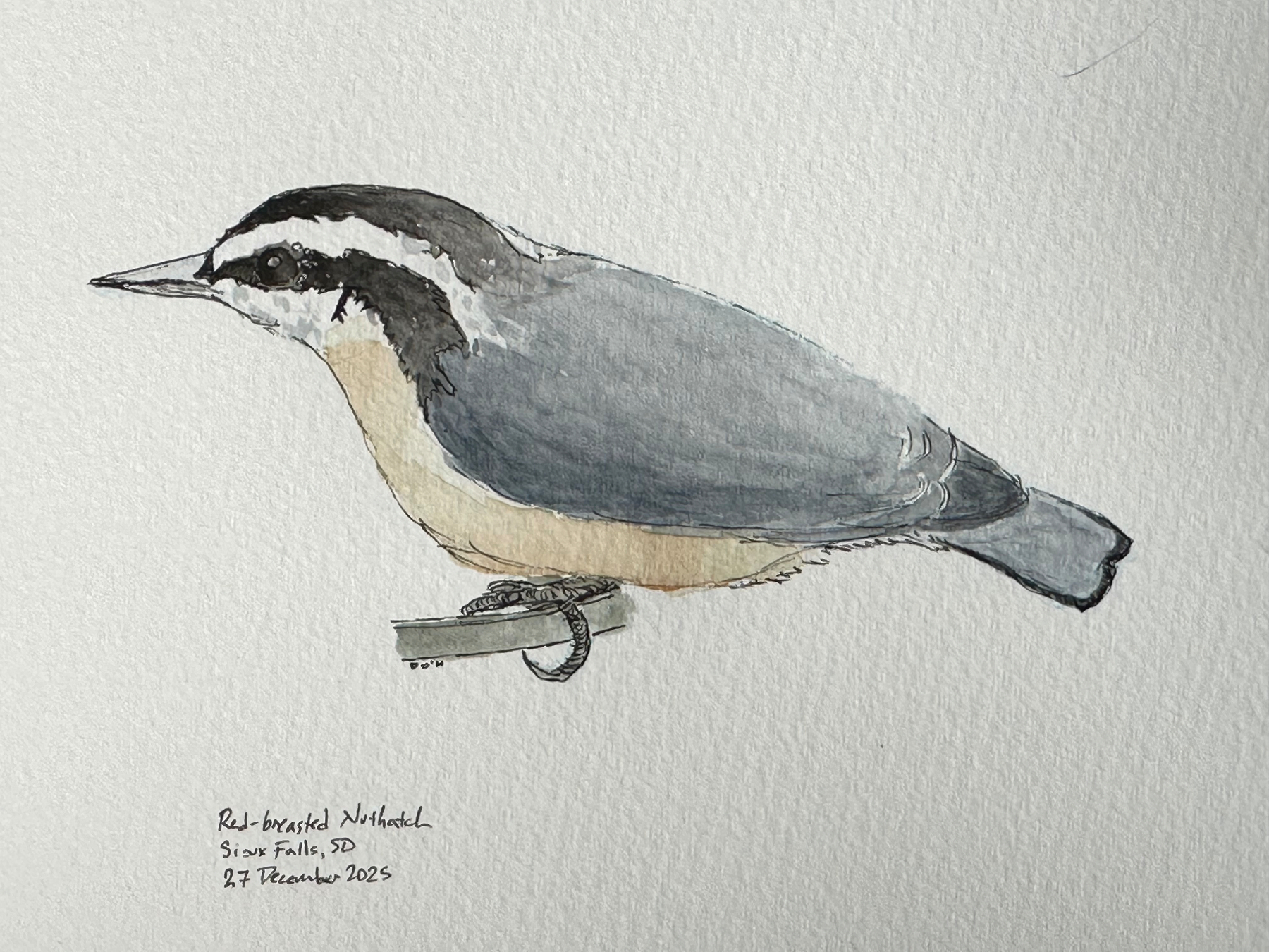 A watercolor illustration depicts a red-breasted nuthatch perched on a small branch.
