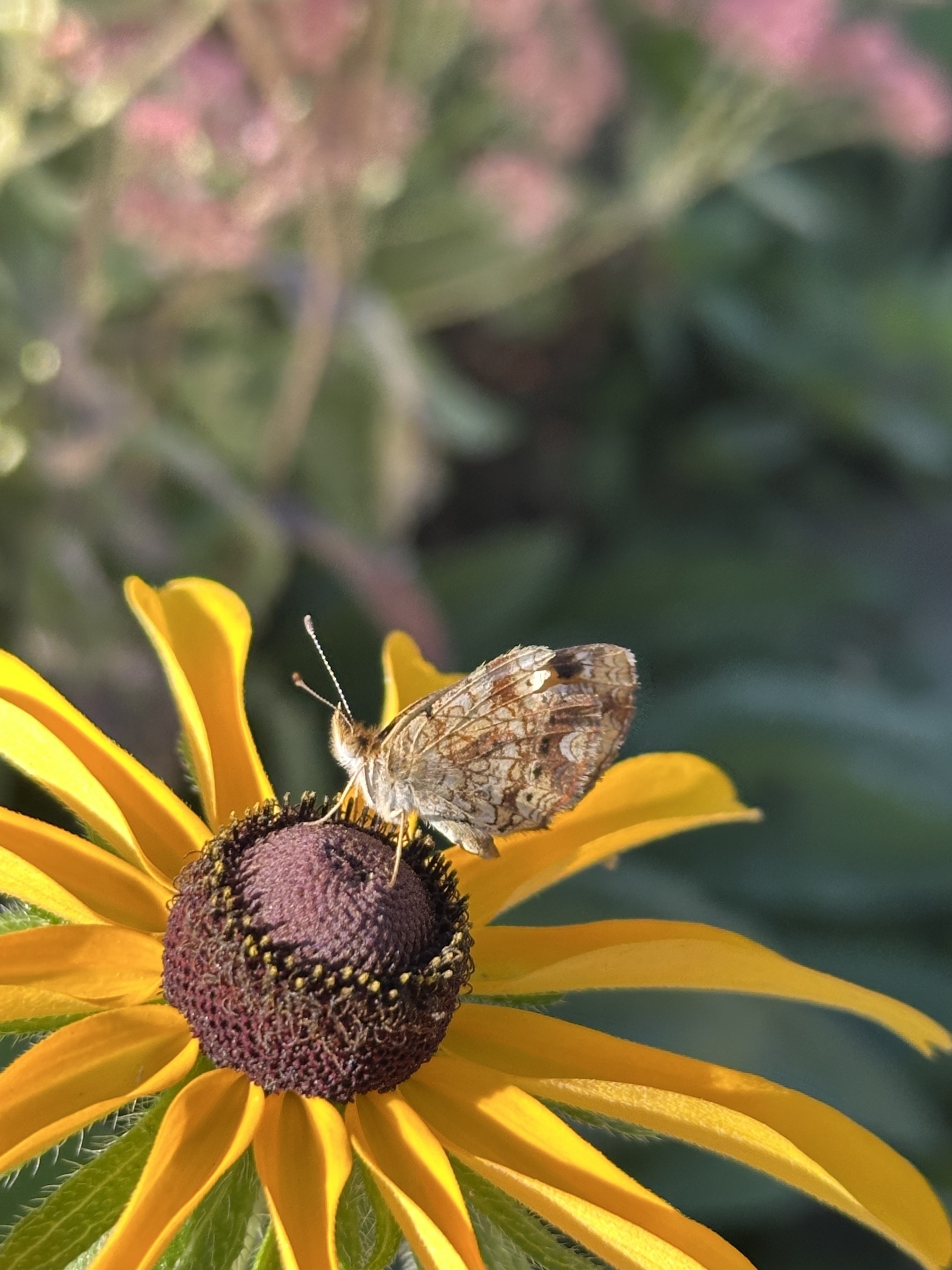 A butterfly with intricately patterned wings rests on the center of a vibrant yellow flower.