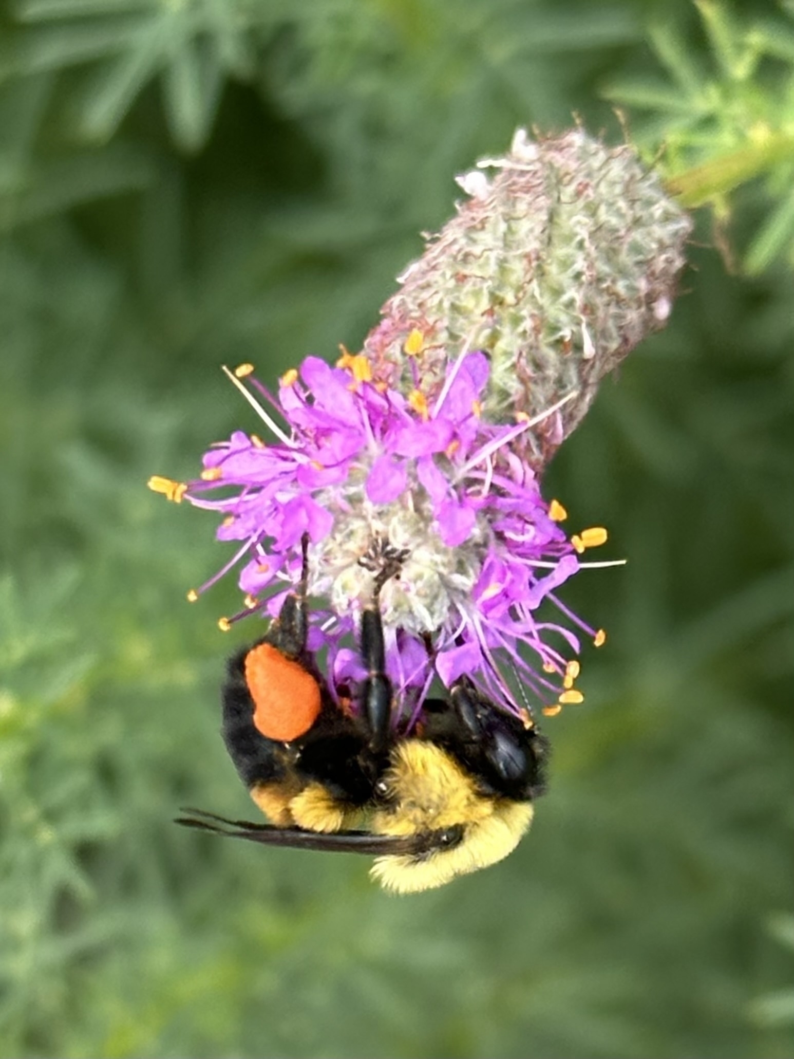 A bumblebee with pollen sacs on its legs is feeding on a vibrant pink flower.