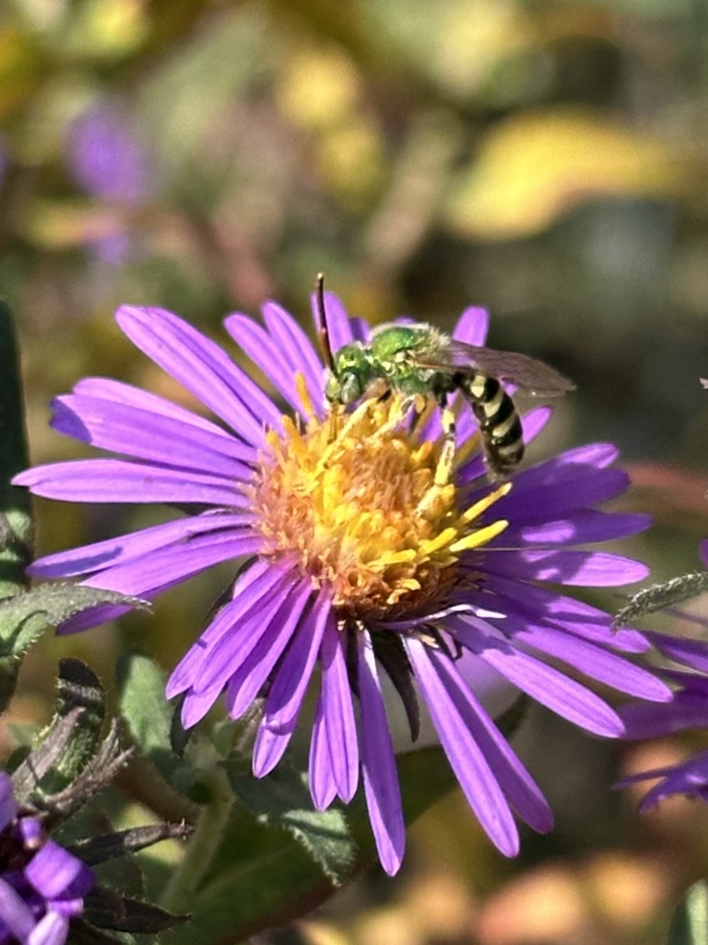 A green bee gathers nectar from a vibrant purple flower with a yellow center.