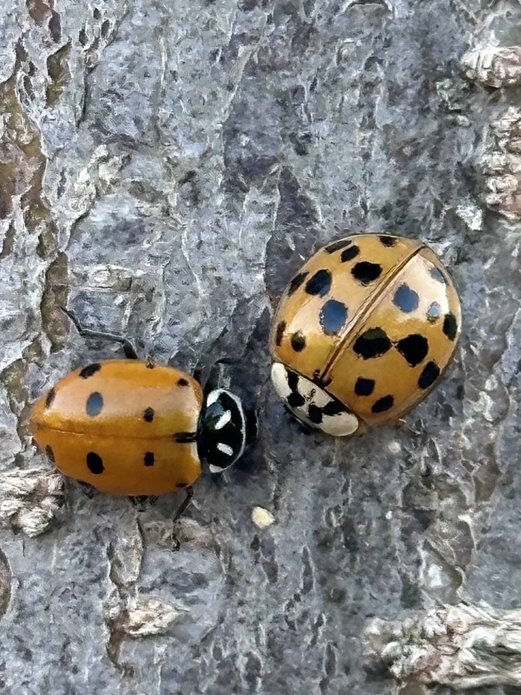 Two different species of ladybugs with black spots on an orange background are perched on a textured surface.