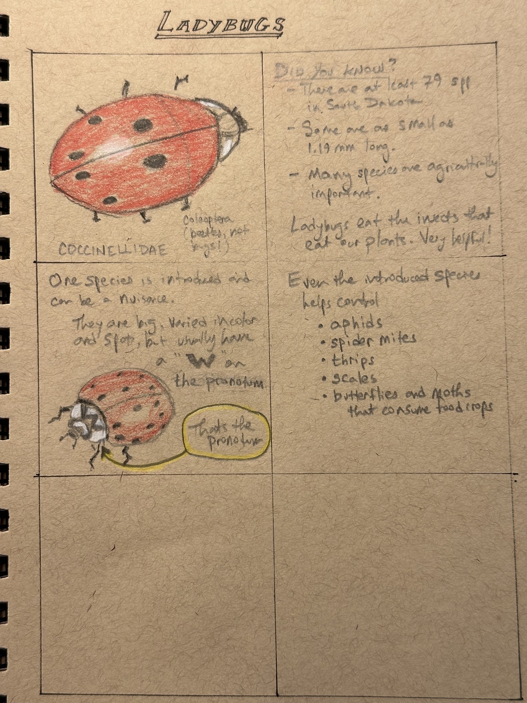 A detailed drawing and notes about ladybugs, highlighting their role in controlling pest populations and identifying features like their pronotum.