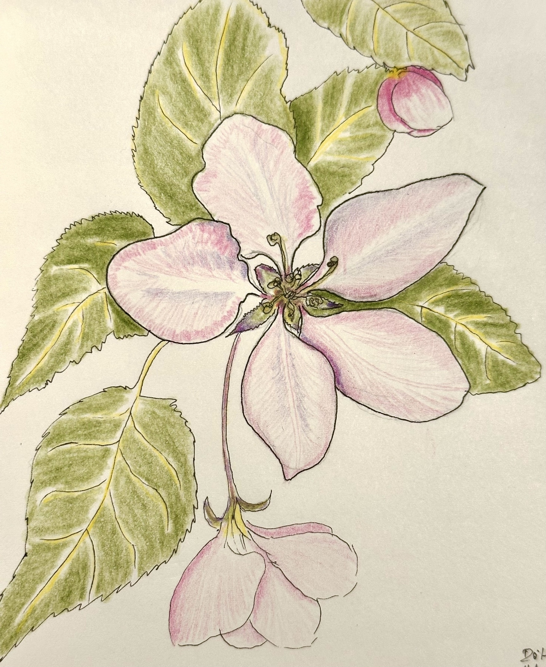 A detailed drawing features delicate pink flowers with green leaves, showcasing nature's beauty.