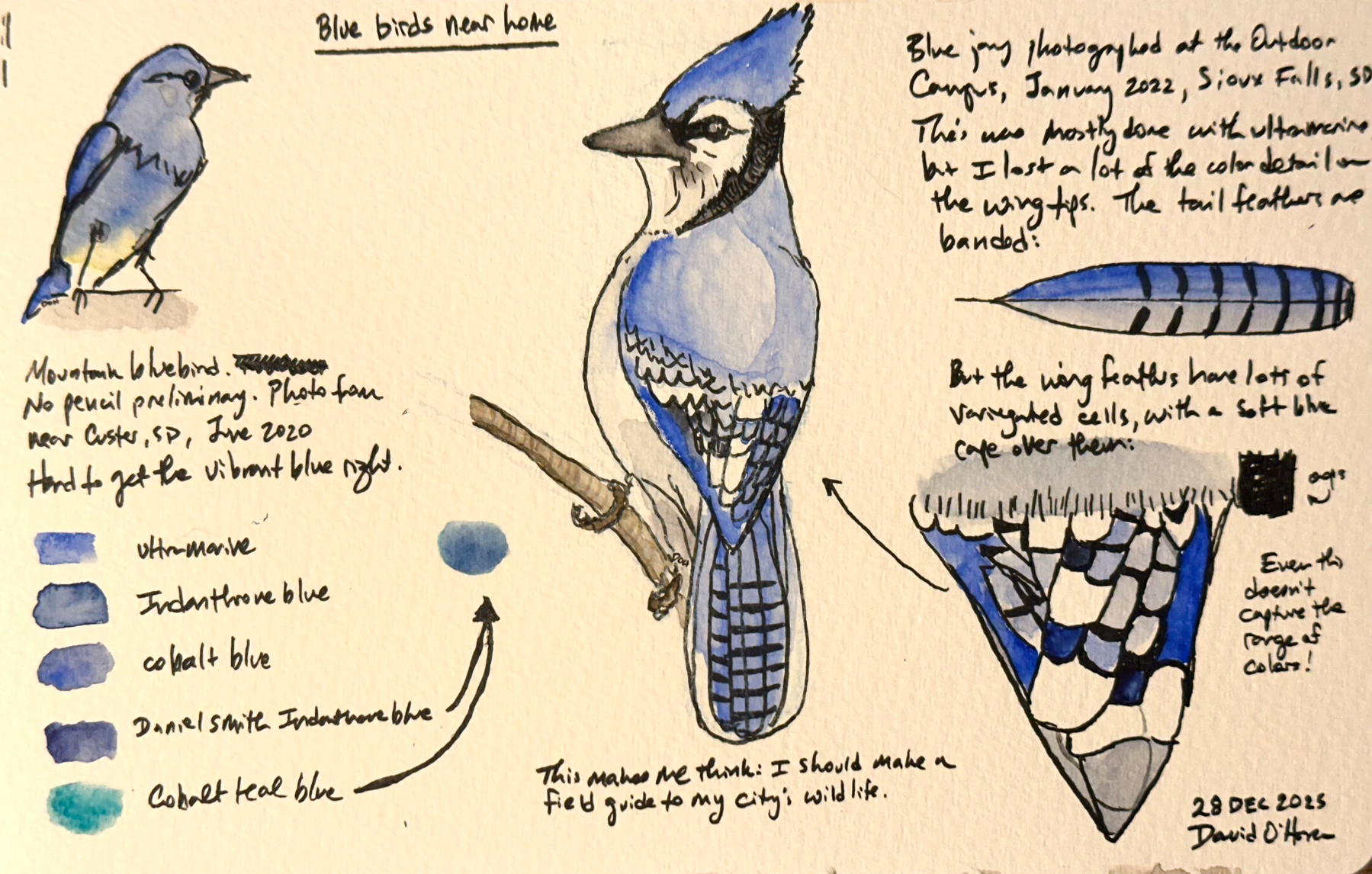 A sketch features detailed illustrations and notes about a blue jay, including its colors and feather patterns; and a mountain blue bird, with notes about its color. 
