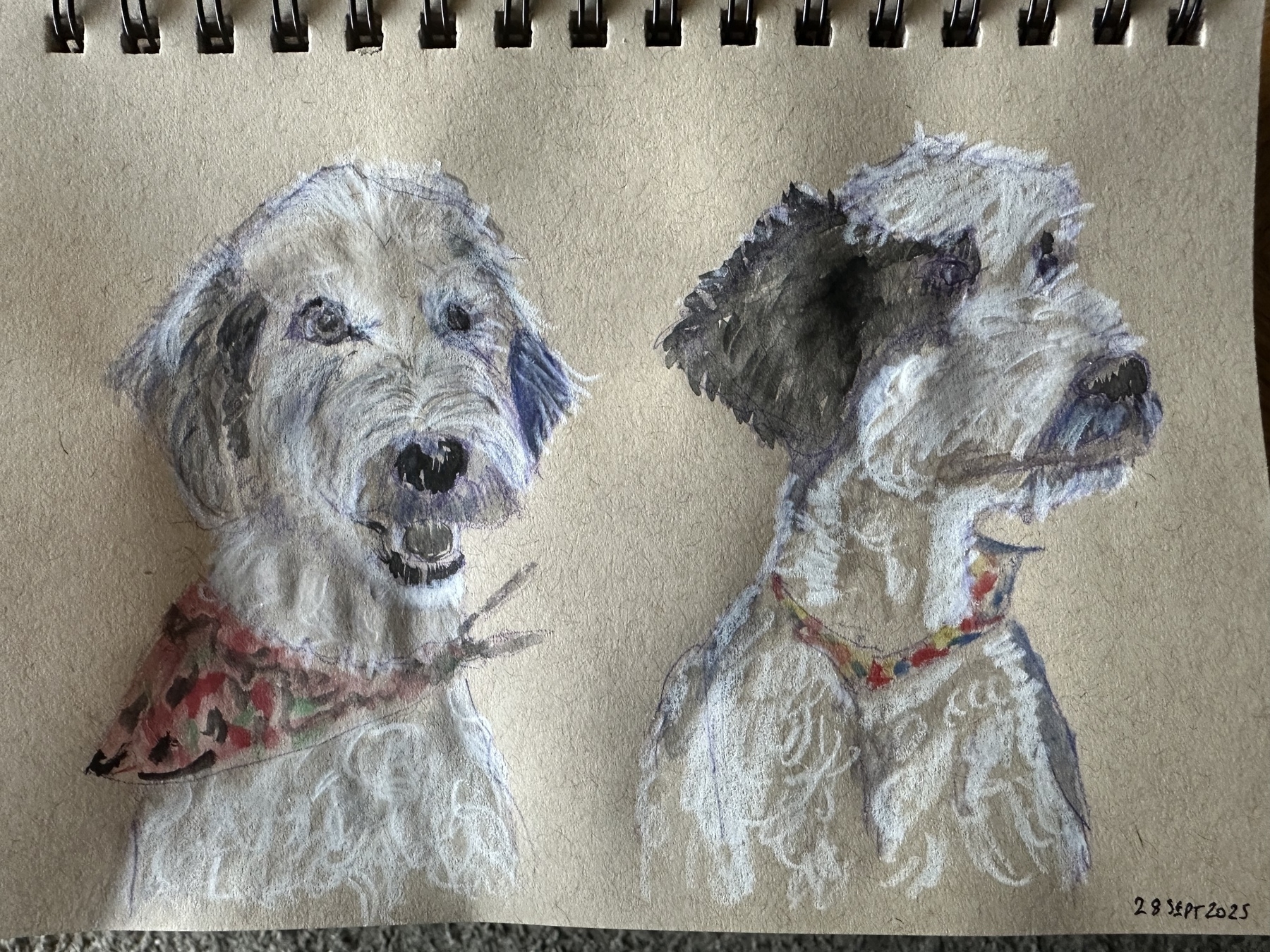 Two dogs, each with a colorful bandana, are sketched on a notepad in a realistic style using shades of white, black, and brown.