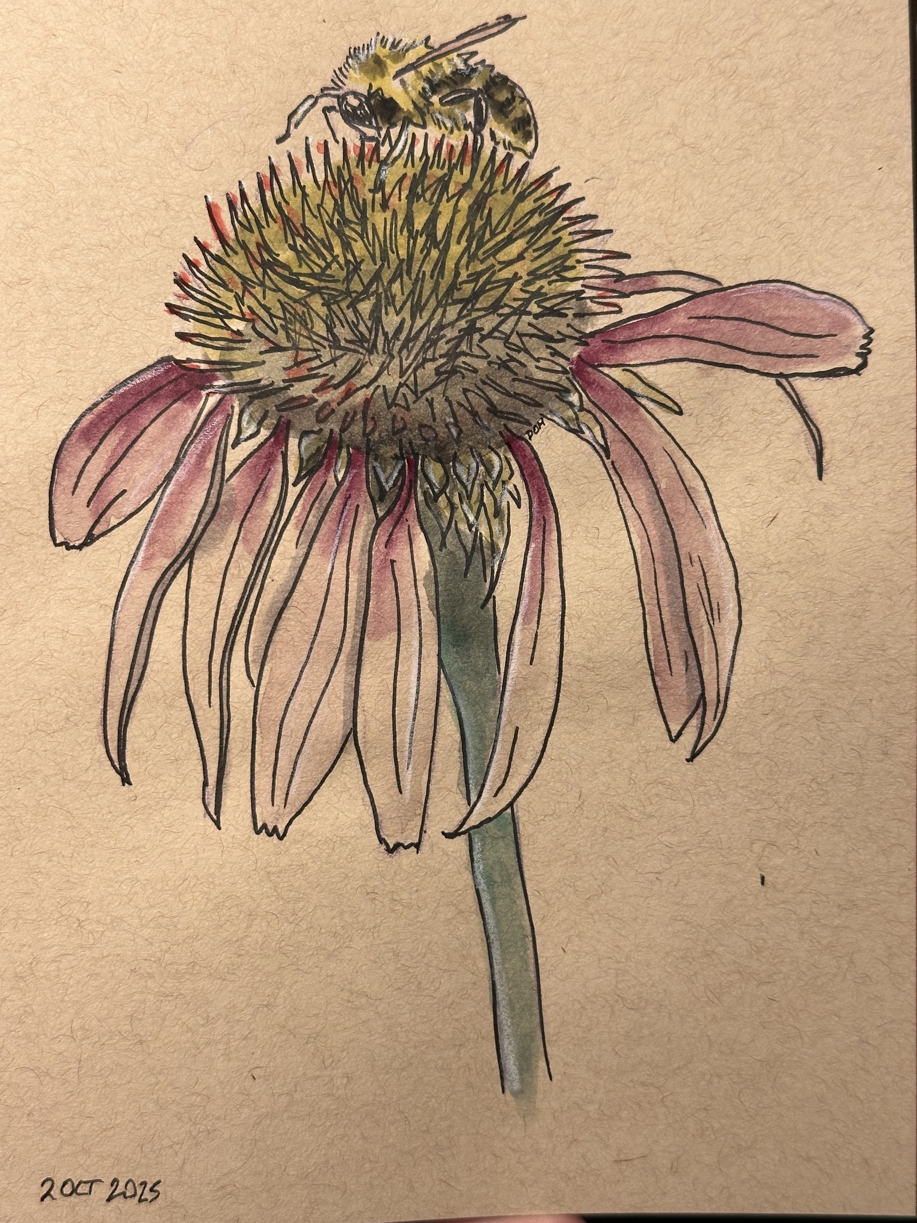 A bee is perched on top of a coneflower with pink petals and a green stem.