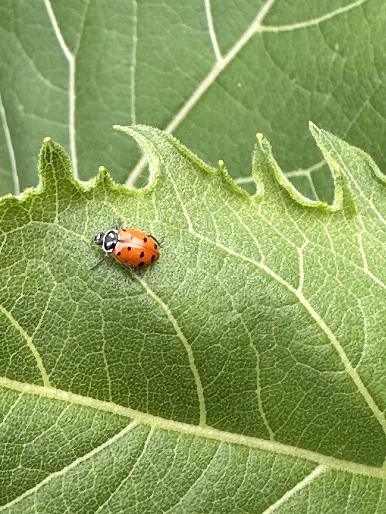 A ladybug rests on a green, textured leaf with prominent veins.