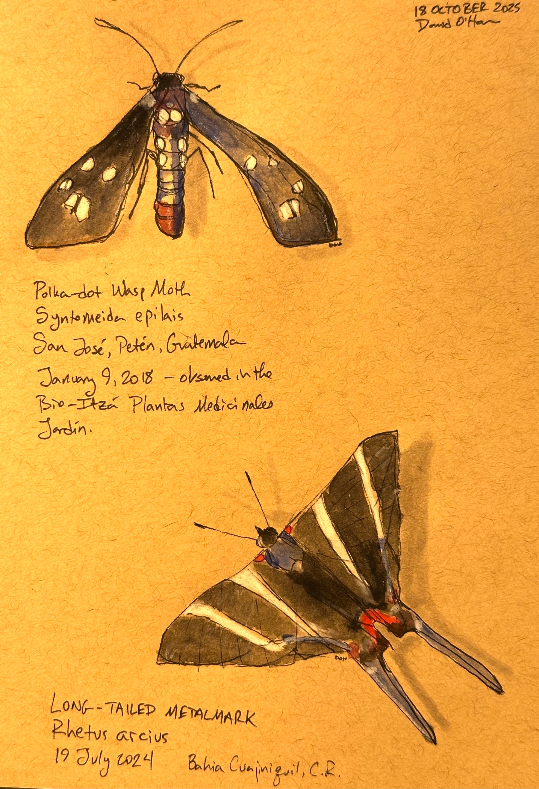 Two insects, a Polka-dot Wasp Moth and a Long-tailed Metalmark, are illustrated with accompanying handwritten notes detailing their species and locations.