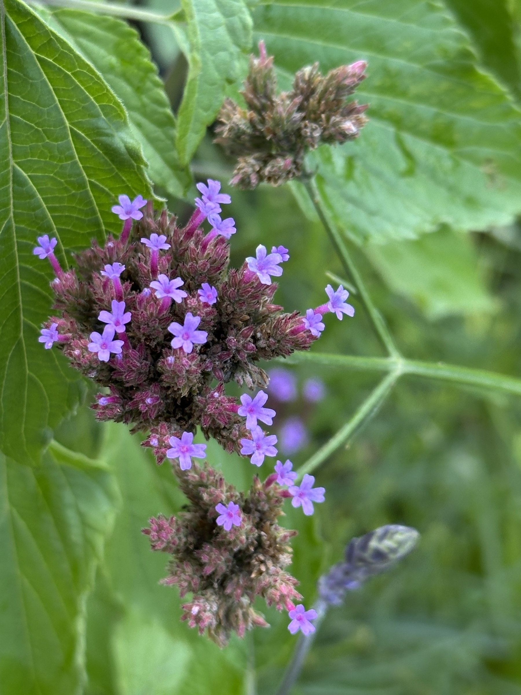 Vibrant purple flowers bloom among lush green leaves.
