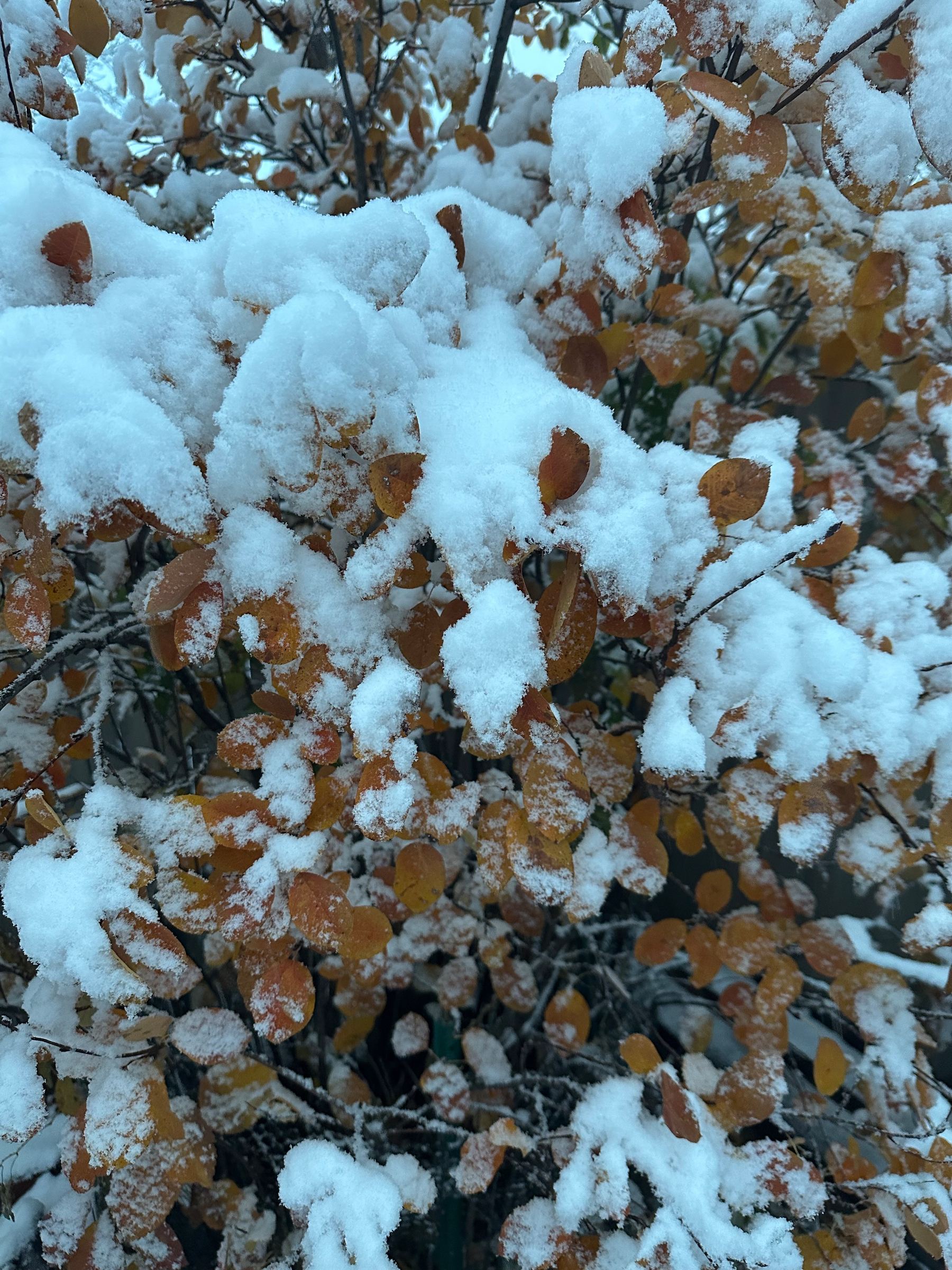 Snow-covered brown leaves on a tree or bush create a wintry scene.