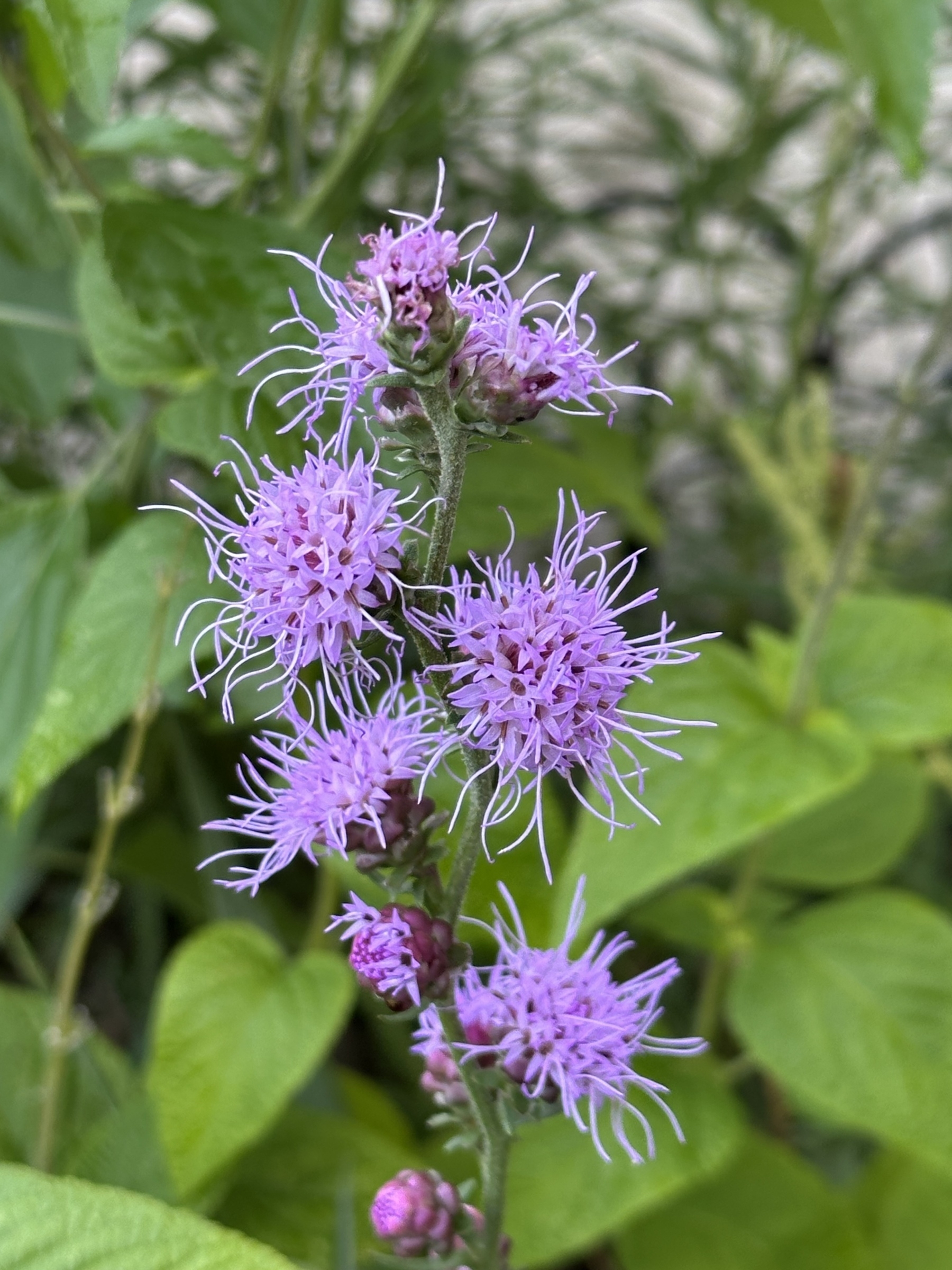 Purple flowers with spiky petals cluster along a tall green stem surrounded by lush green leaves.