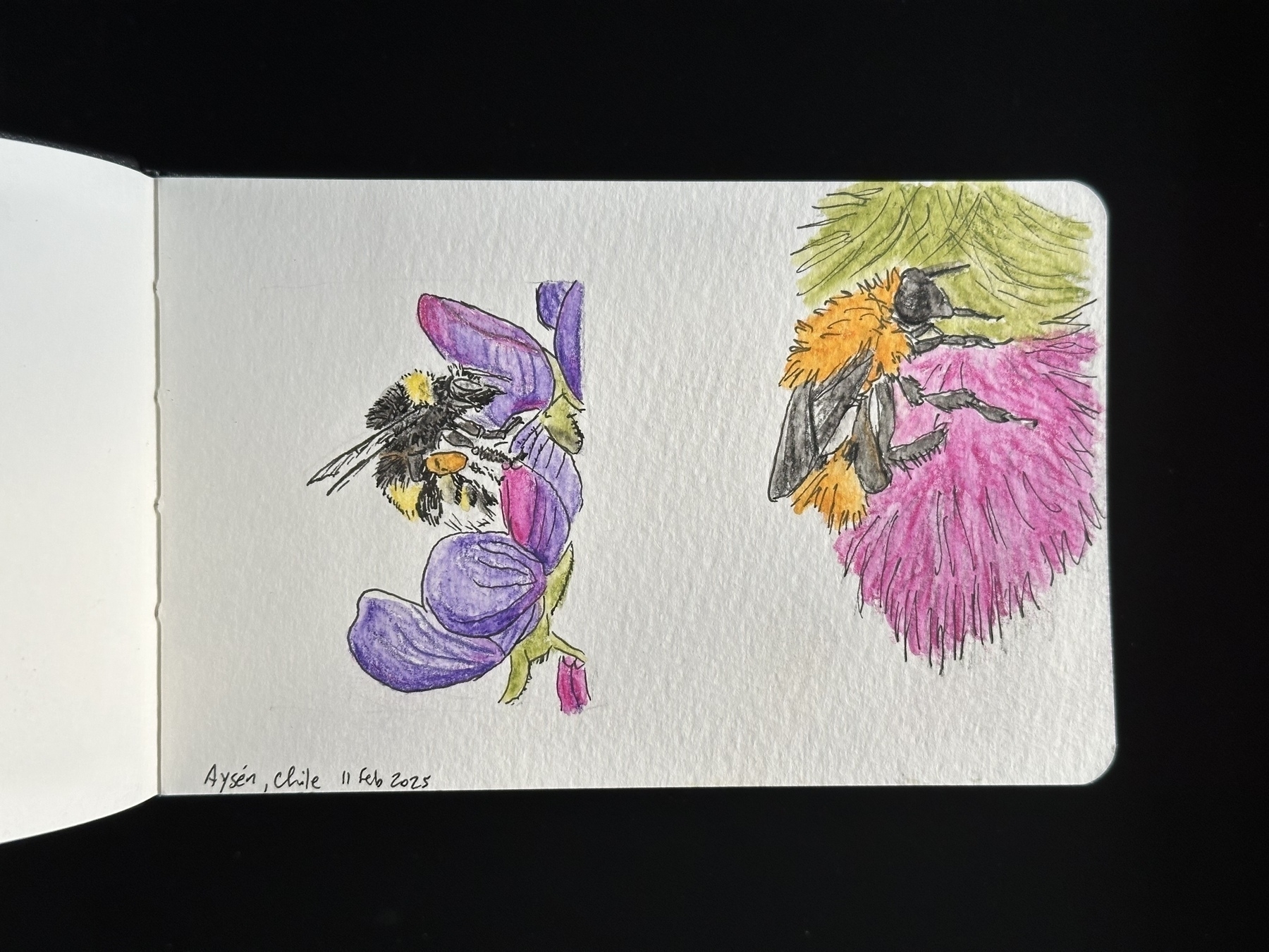 photo of a handheld watercolor sketchbook on a black background, open to a page with sketches of two bumblebees. The one on the left is striped yellow, black, and white. The one on the right is all orange.