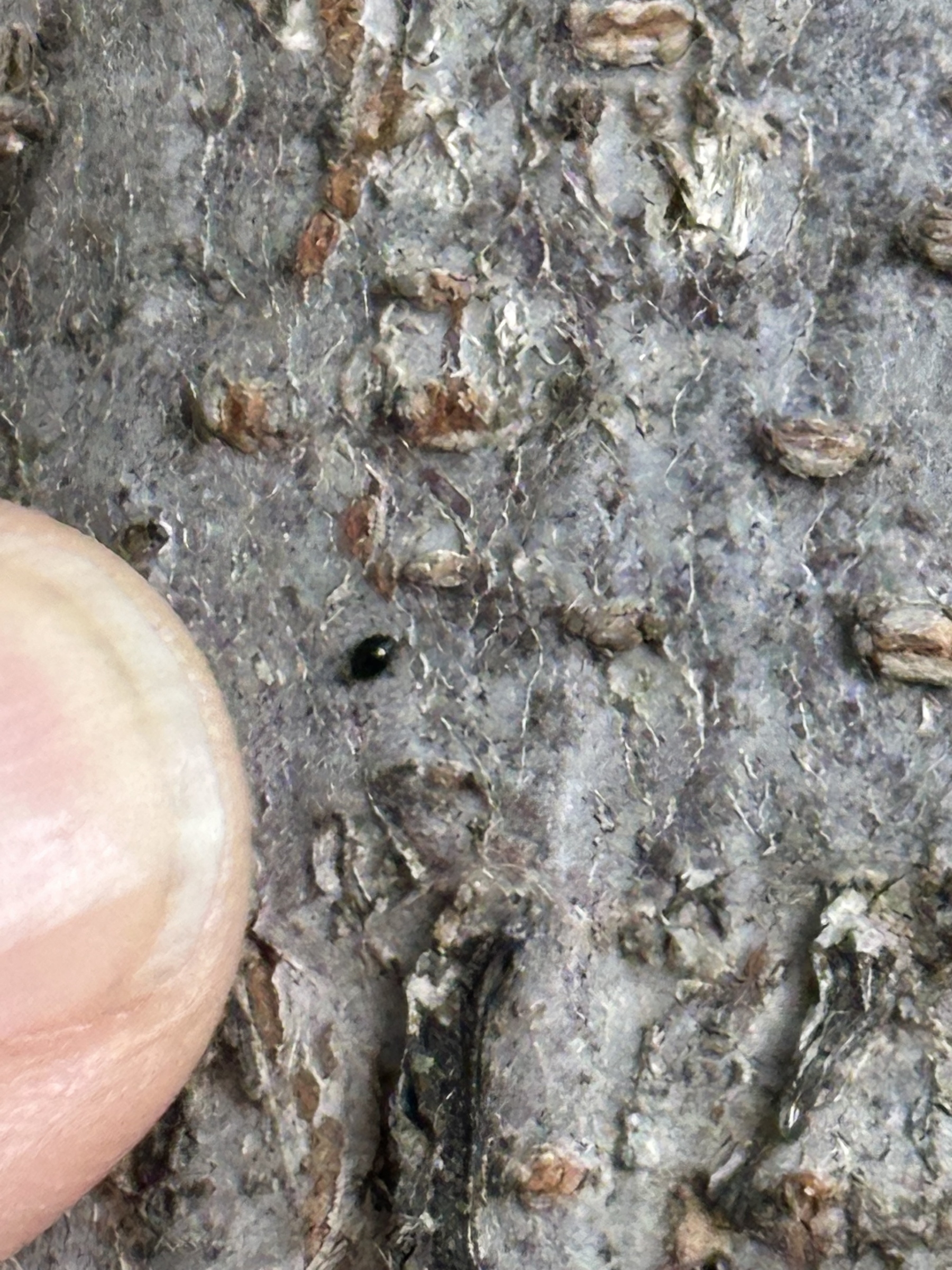 A tiny black insect is on a rough surface next to a person's fingertip for scale.