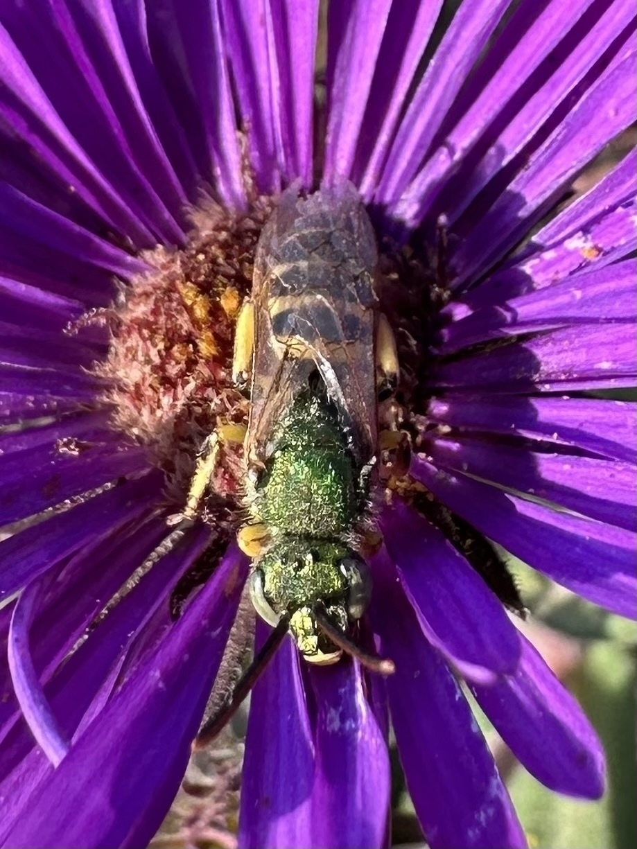 A metallic green insect, likely a bee, is perched on a vibrant purple flower.