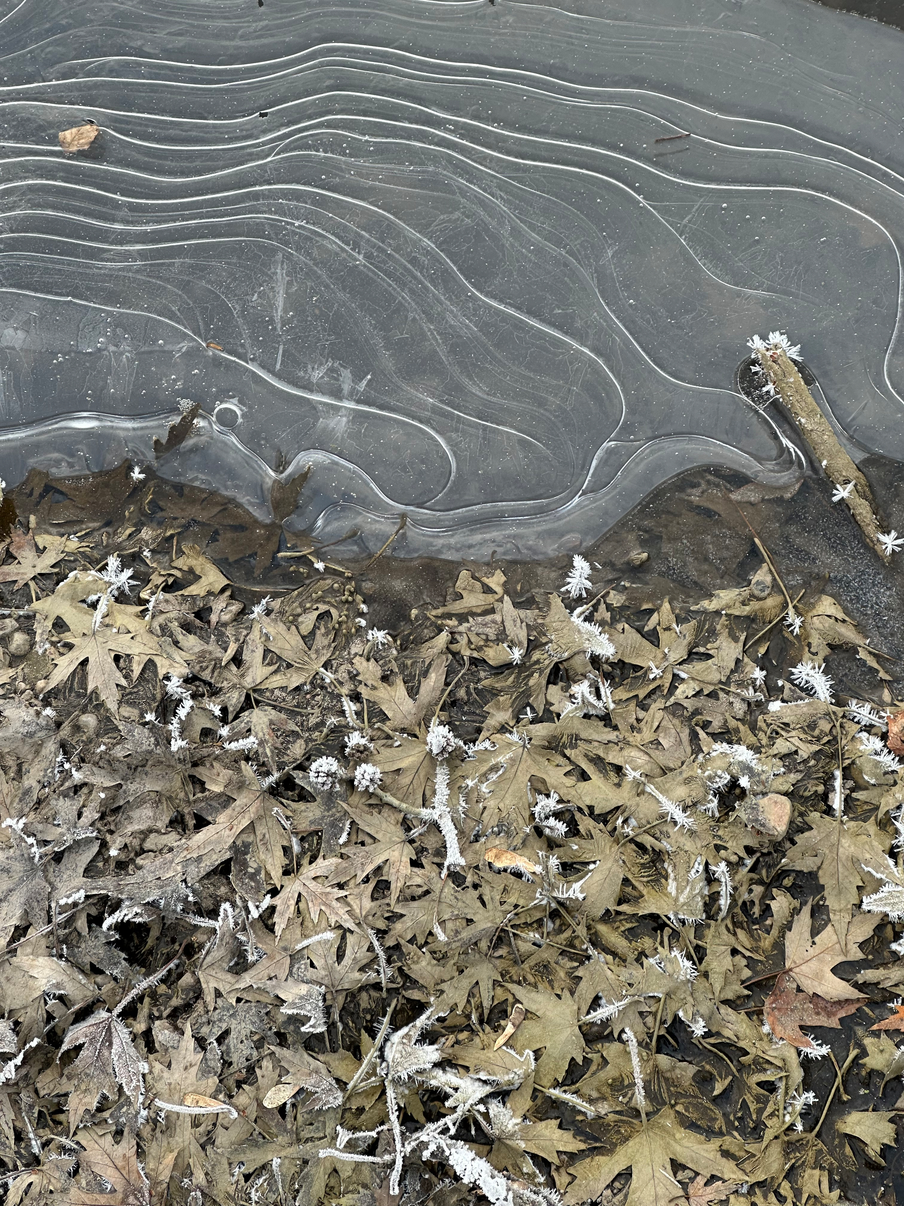 Frozen layers of ice form wavy patterns above a layer of frost-covered leaves on the ground.