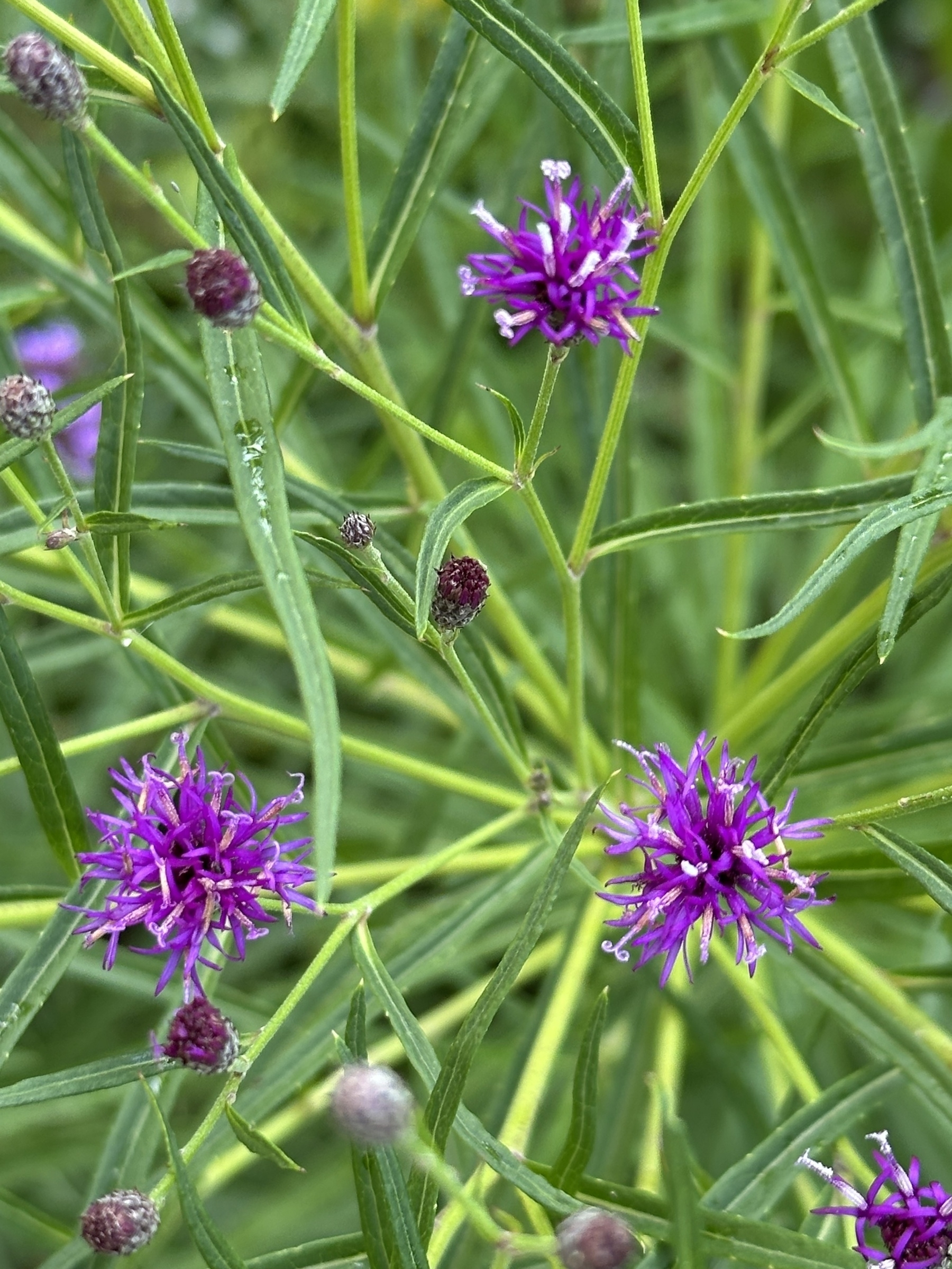 Vibrant purple flowers with thin spiky petals are surrounded by lush green foliage.