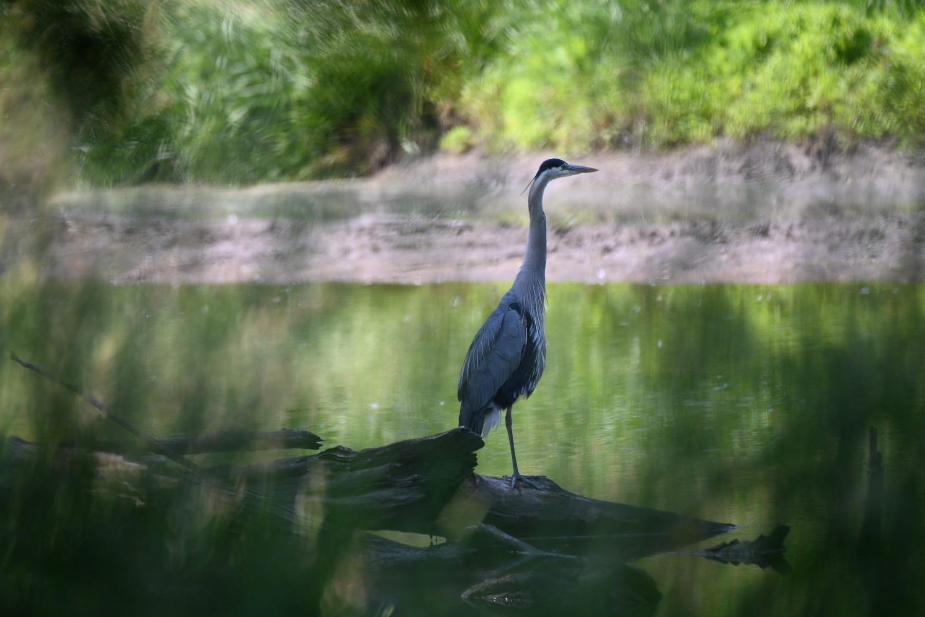 A heron stands gracefully on a log by a serene, reflective body of water surrounded by lush greenery.