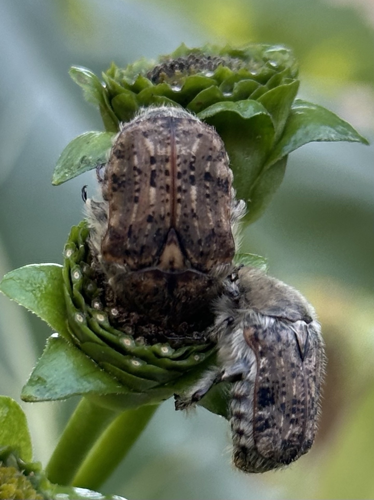 Two brown beetles with spotted patterns are perched on the green buds of a plant.