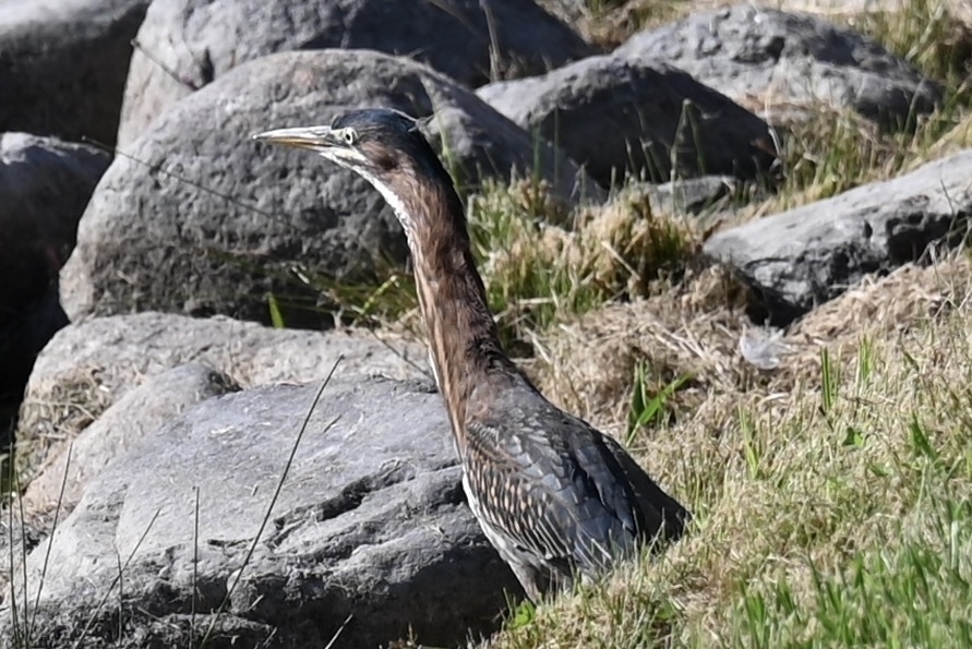 A green heron is standing among rocks and grass.