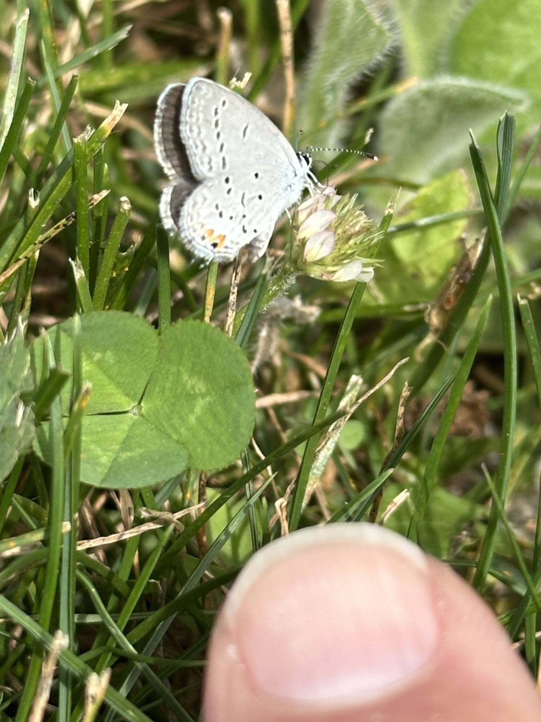 A small butterfly with delicate, pale blue wings is perched on a flowering plant in a grassy area, with a finger positioned nearby.