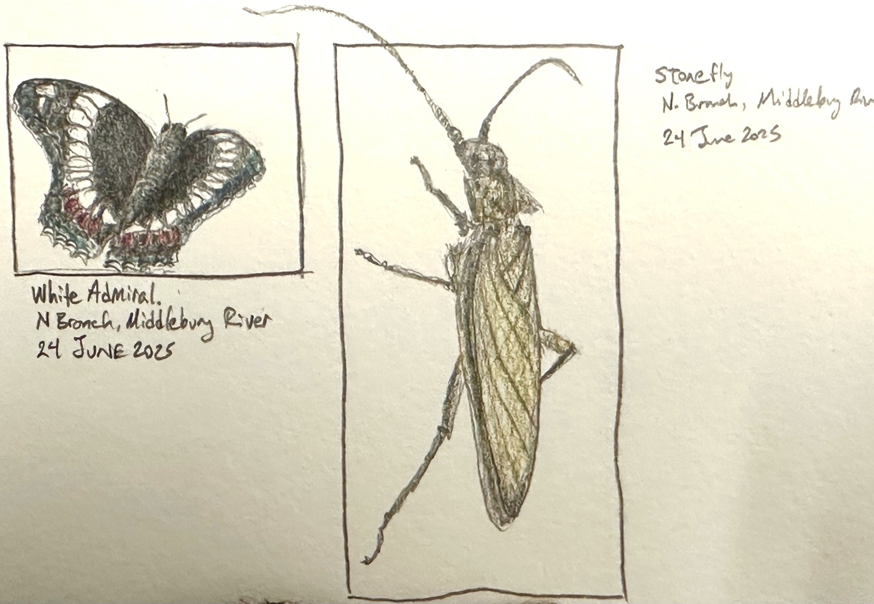 A detailed sketch features a White Admiral butterfly and a Stonefly, each with accompanying labels noting their observation date and location.