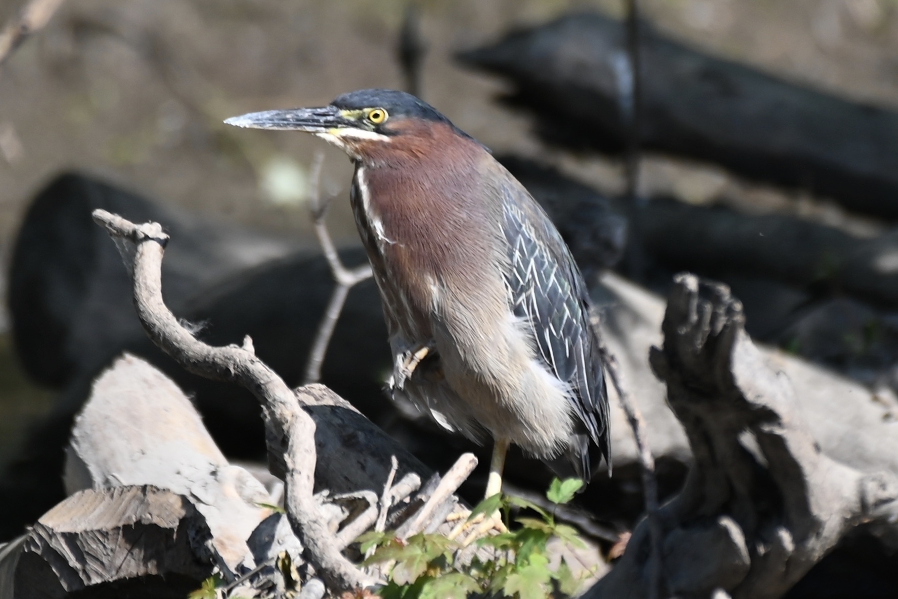 A green heron with a green back and chestnut neck is perched on a branch among logs and twigs.