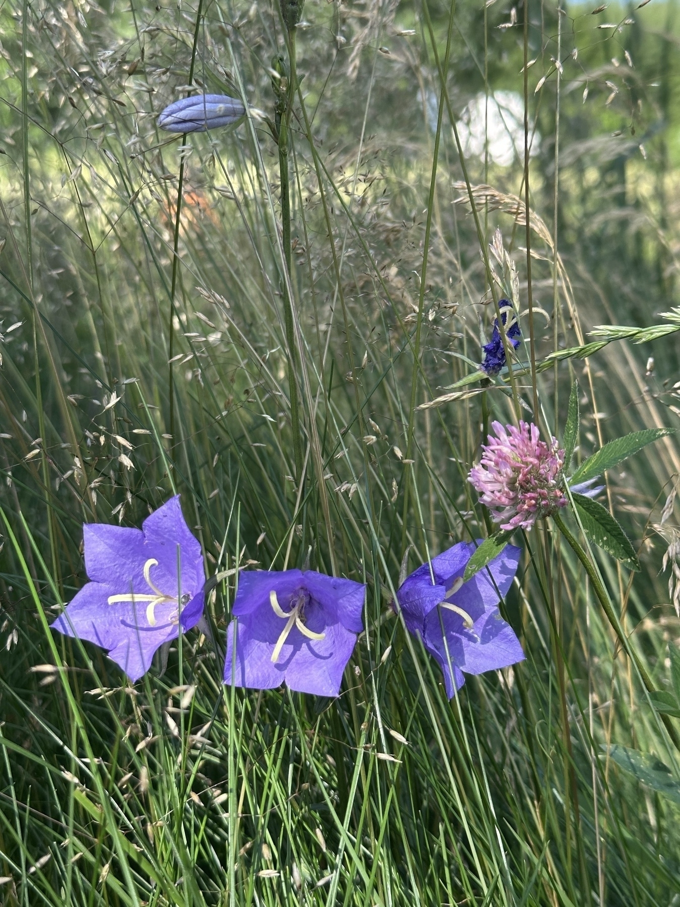 Purple flowers and grass are surrounded by lush greenery, with a bee visible on one of the flowers.