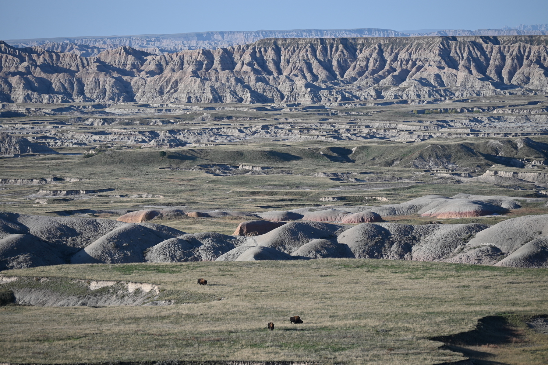A vast landscape features rugged, eroded hills and cliffs under a clear blue sky, with a few bison grazing on the grassland in the foreground.