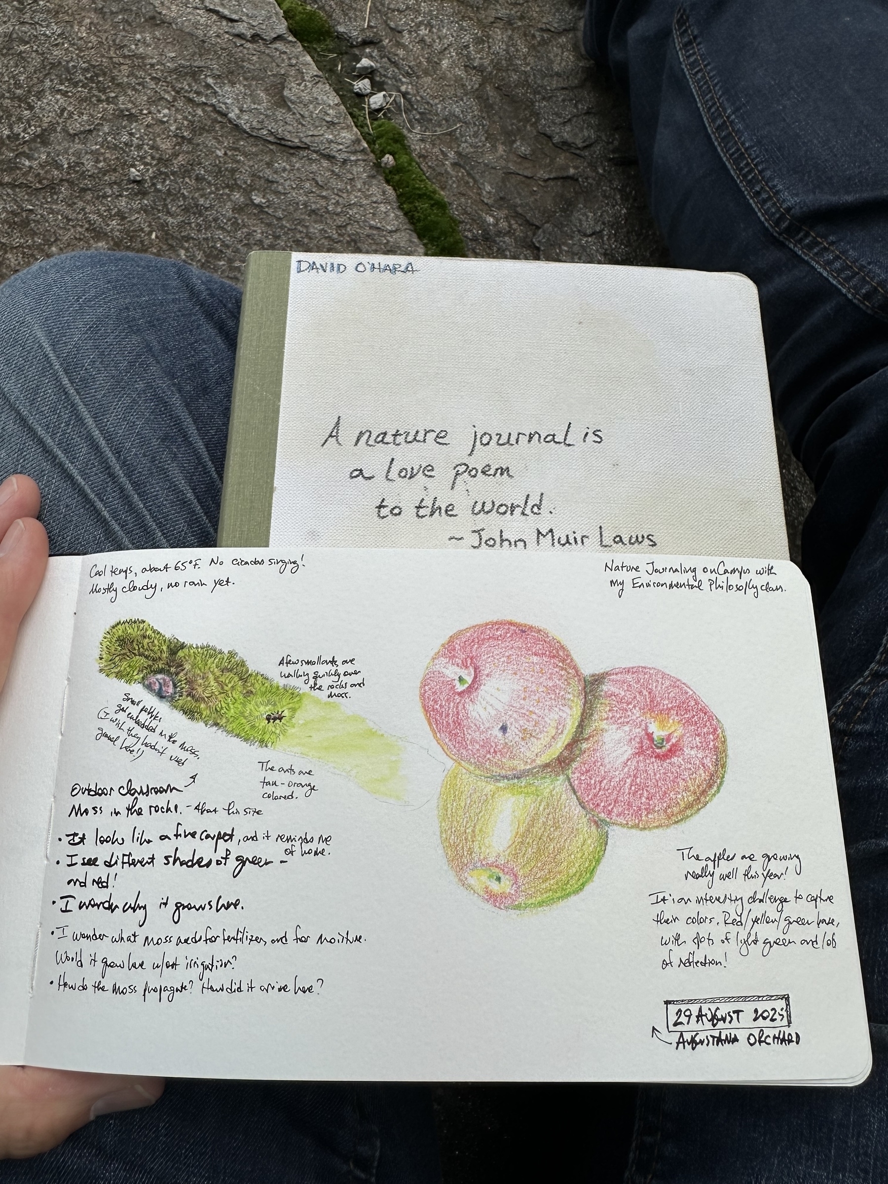 A hand holds two nature journals on the lap of someone wearing denim pants and sitting on stone with moss in the cracks. The journals depict sketches of moss and apples, and have descriptions of the moss and apples, along with questions about the scenes. 