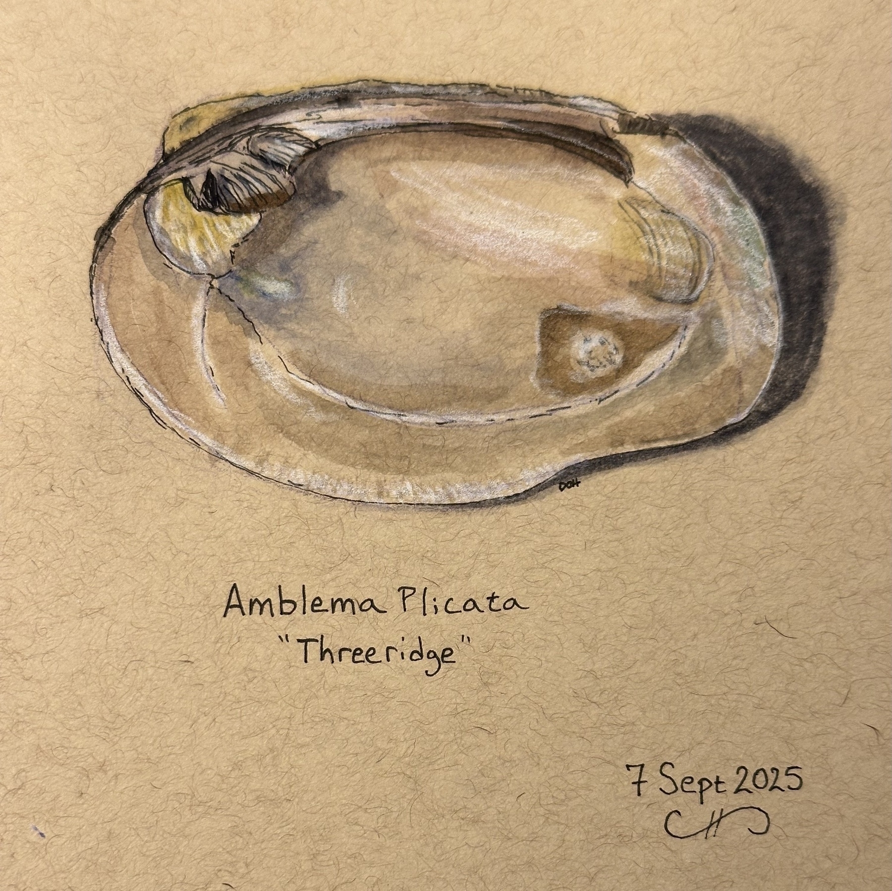 A detailed sketch depicts an Amblema plicata, commonly known as the "Threeridge," with its scientific name and date written below.