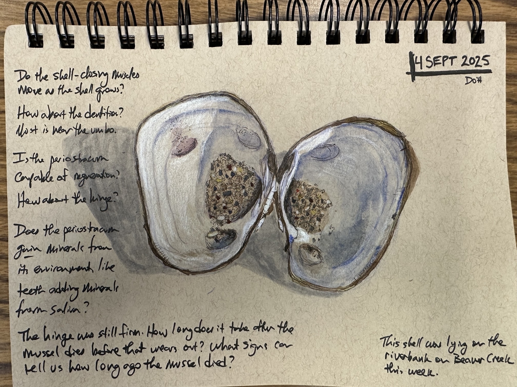 A detailed illustration of a mussel shell is accompanied by handwritten notes pondering its growth, condition, and surroundings.