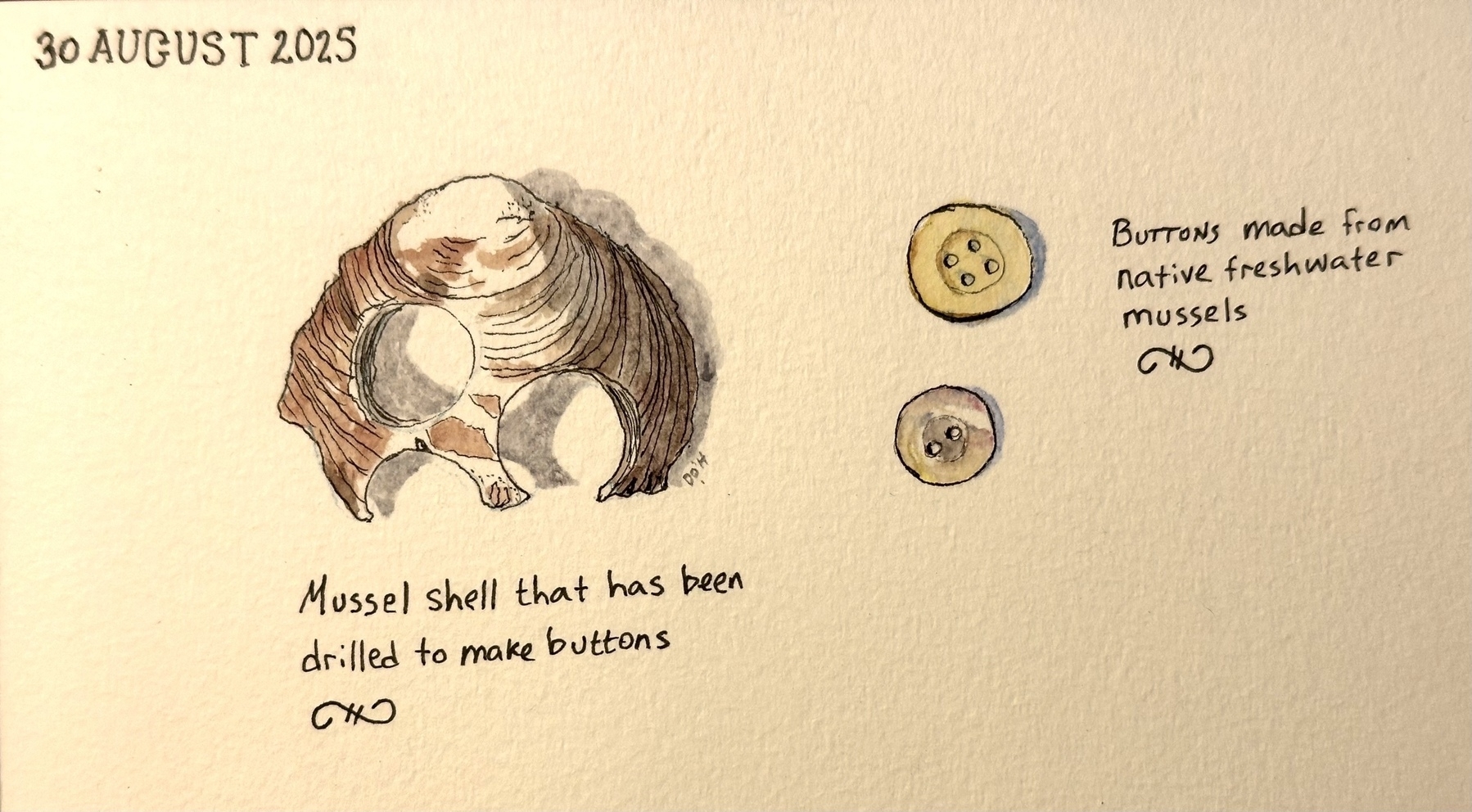 A watercolor illustration depicts a mussel shell drilled for making buttons, with two finished buttons and labeled text.