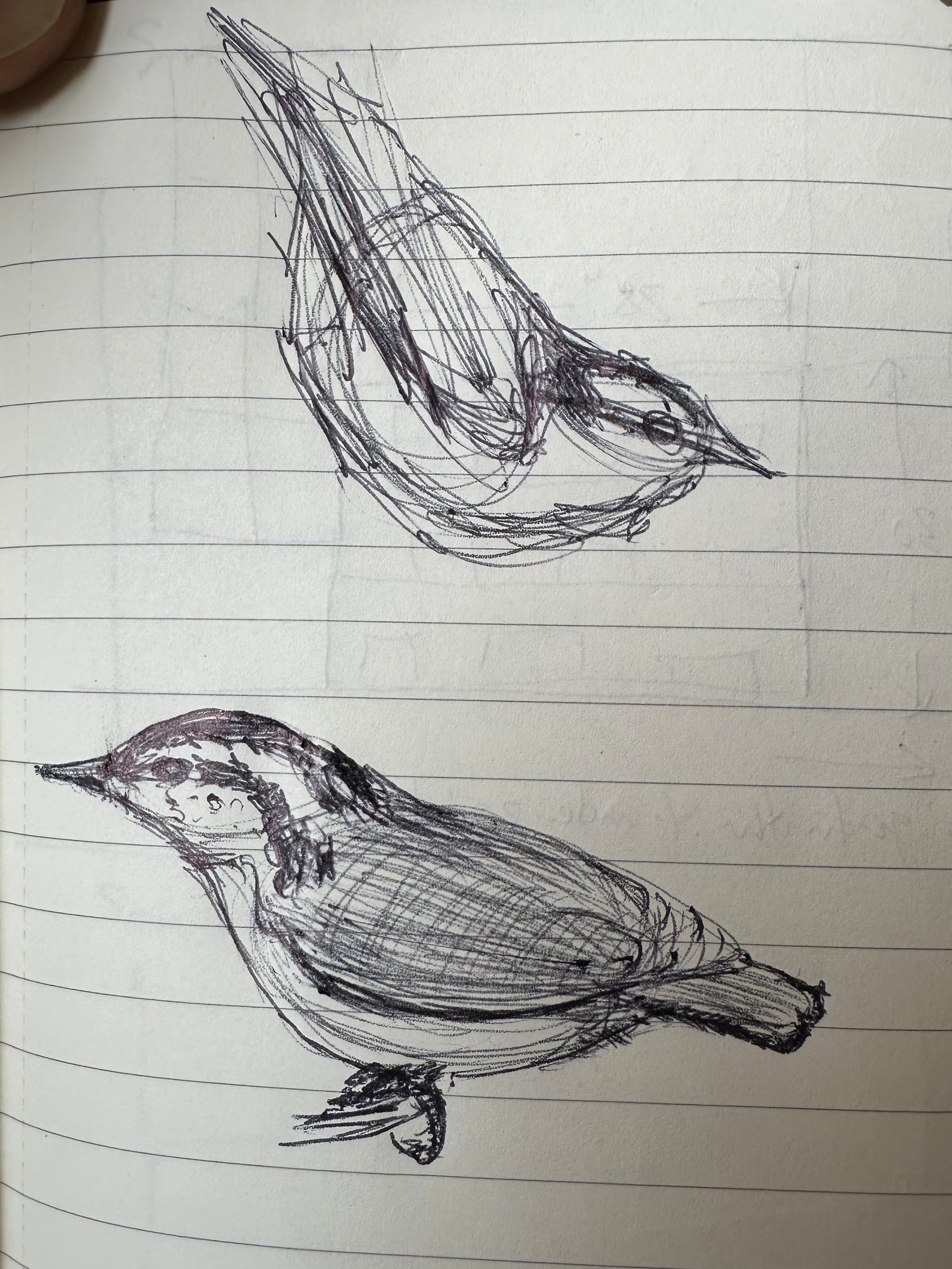 Two sketches of birds facing right are drawn on lined paper.