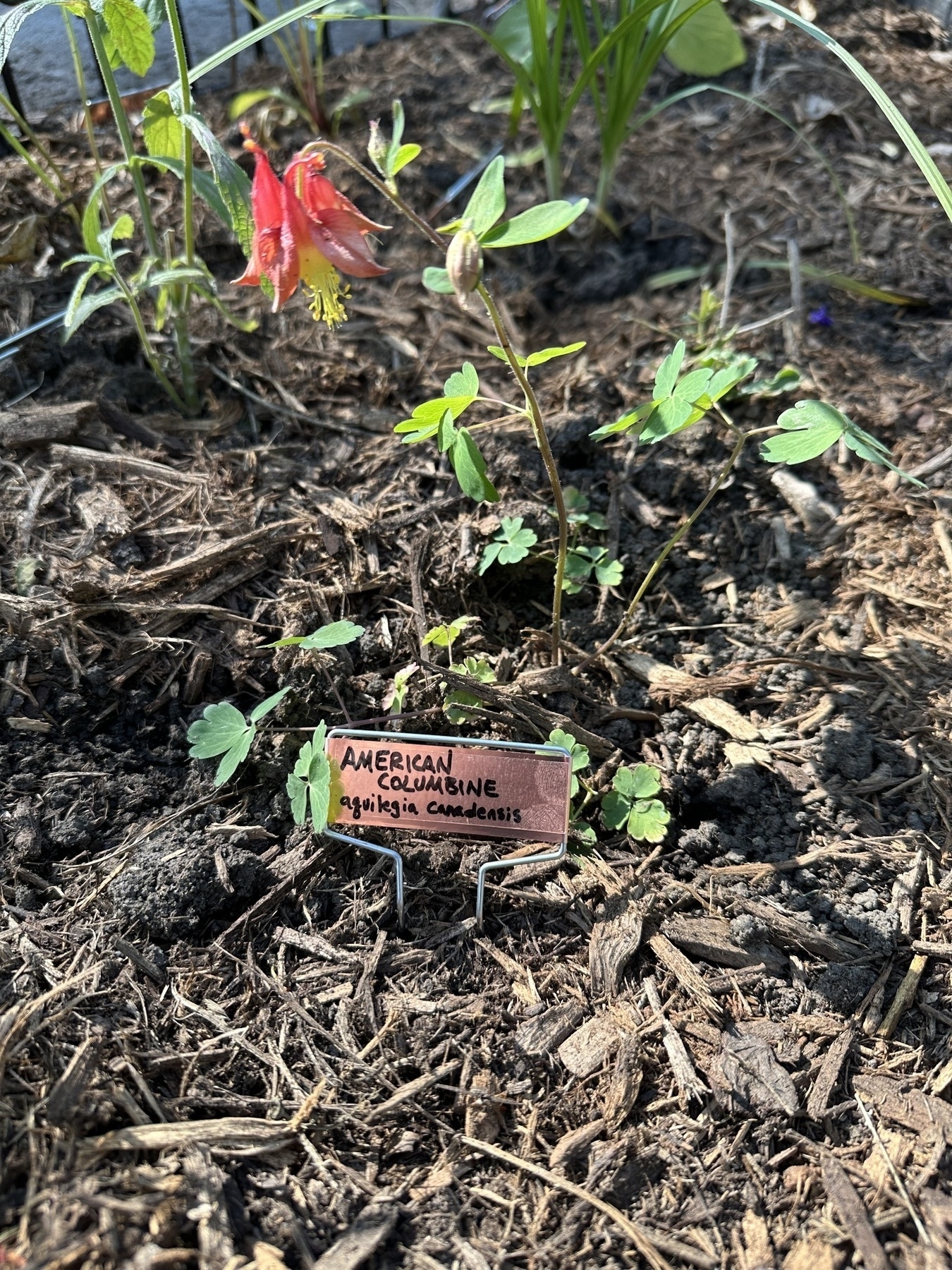 A small American Columbine plant is growing in a garden with a labeled sign.