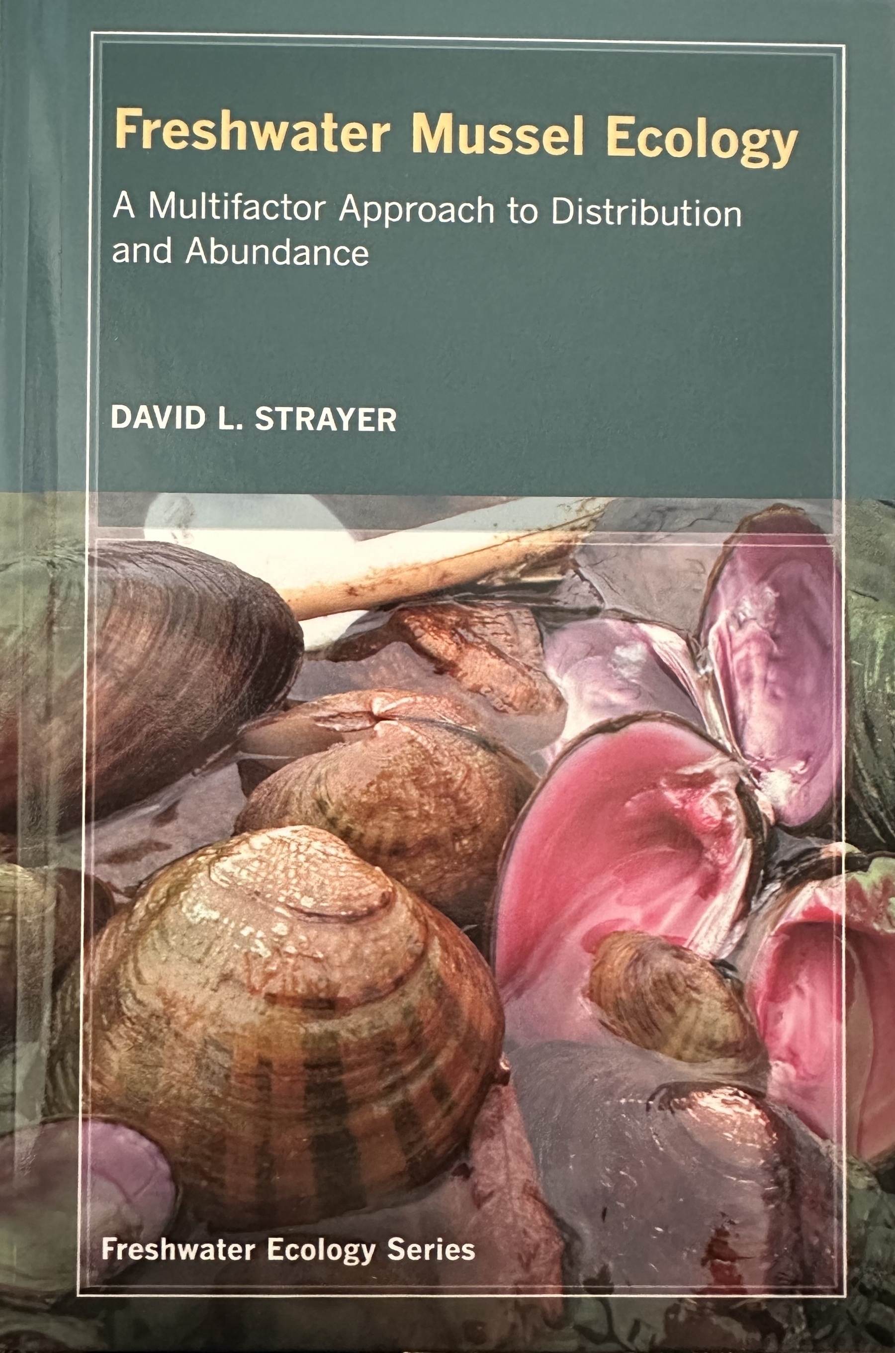 Cover of Strayer’s Freshwater Mussel Ecology: A Multifactor Approach to Distribution and Abundance. Green book with freshwater mussels, some closed and some open. The open ones have bright pink nacre and all are partially submerged. It’s interesting because this is a photo of open mussel *shells* which we only see when mussels are dead, and of mussels partially submerged and on their sides, which is also not a natural and healthy position for them to be in. Anyway, I thought I’d put all that here in the Alt text because maybe you’d like to know. And it’s an Easter egg for those who don’t use Alt text but feel like clicking. 