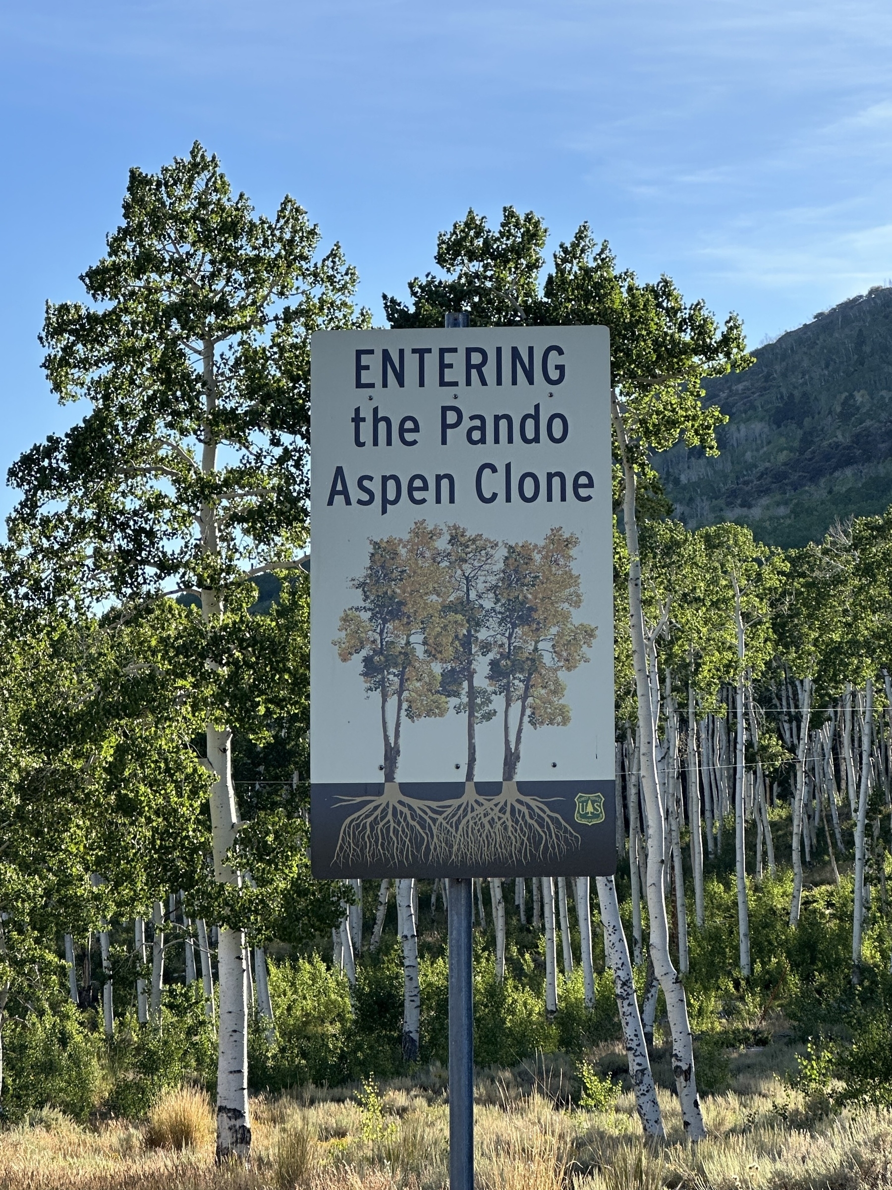 A sign marks the entrance to the Pando Aspen Clone, with a scenic backdrop of aspen trees and hills.