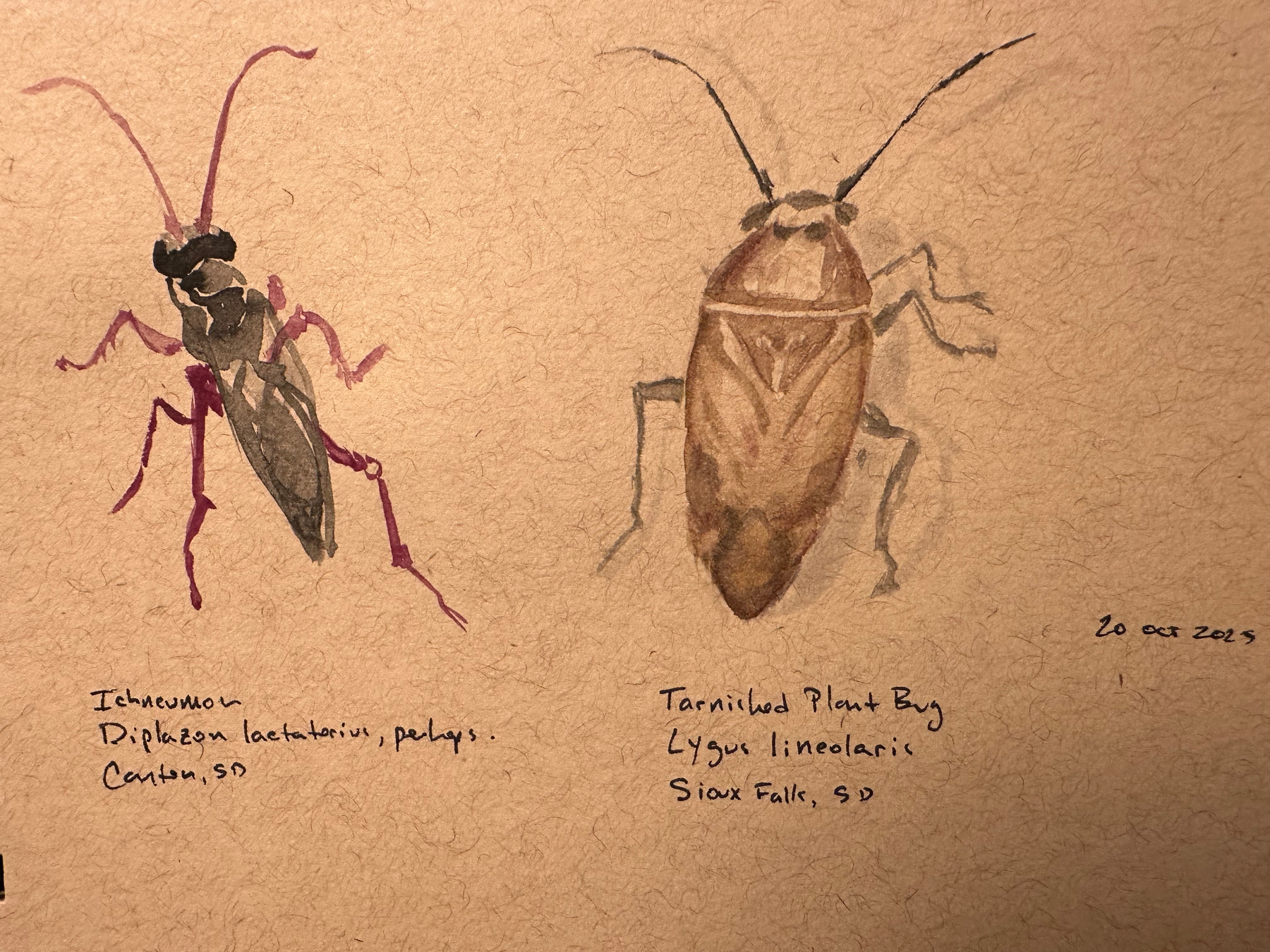 Two insects are illustrated with handwritten labels describing each as a parasitoid wasp from Canton, SD, and a tarnished plant bug from Sioux Falls, SD, with the date noted as 20 Oct 2023.