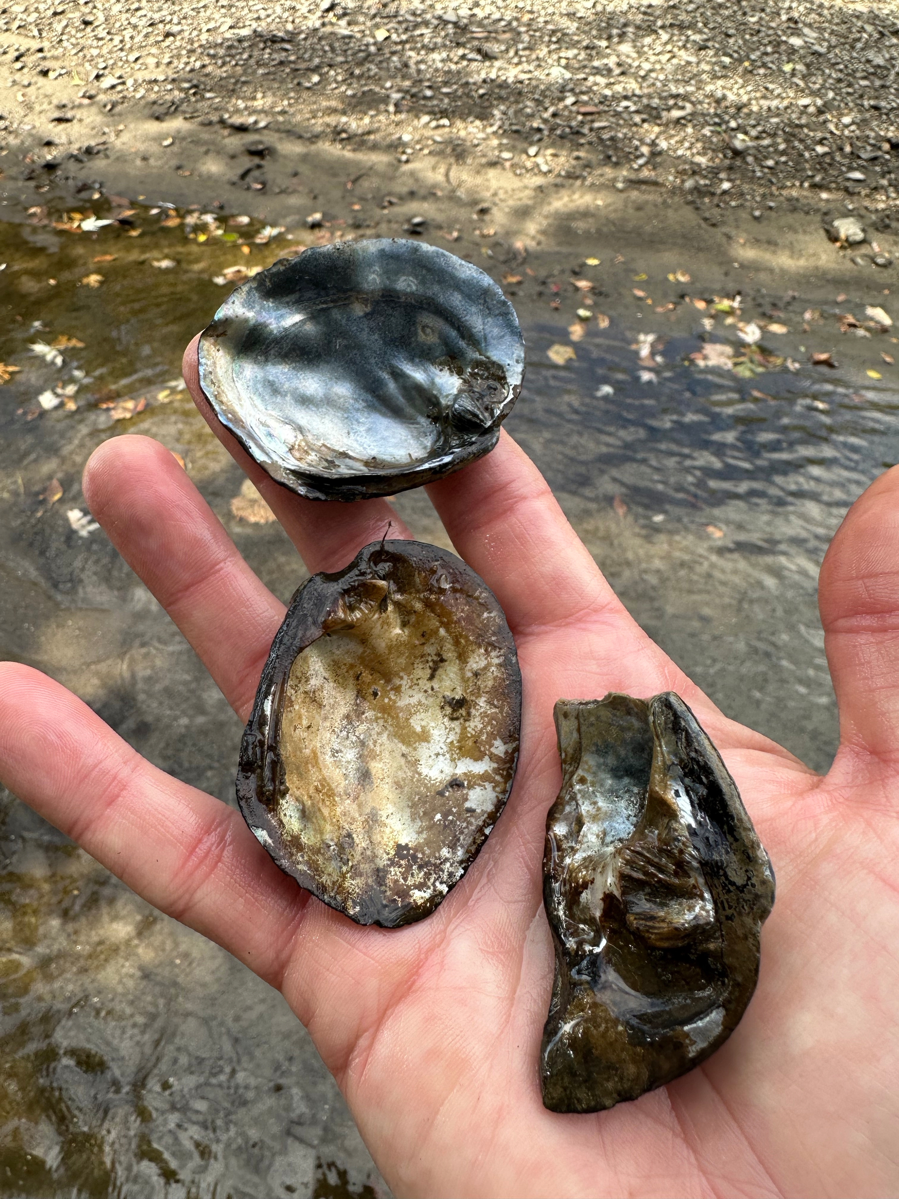 A photo of my hand holding three portions of freshwater mussel shells with the Big Sioux River in the background. The shells are dark in color with some pearlescent nacre showing in places. All three are unionid mussels.