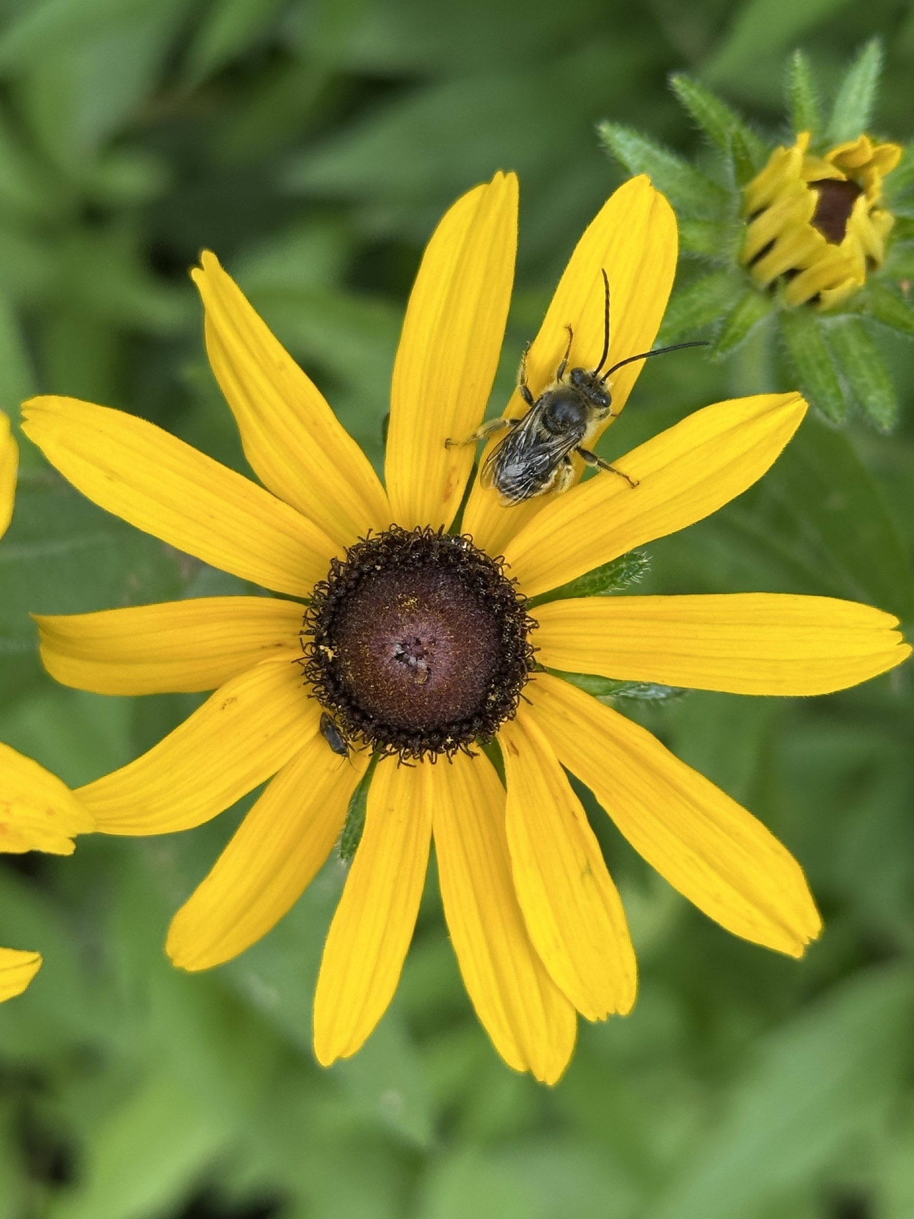 A bee is perched on a vibrant yellow flower with a brown center amidst green foliage. I think this is one of the Eucerini or long-horned bees. It doesn’t want to sting you.
