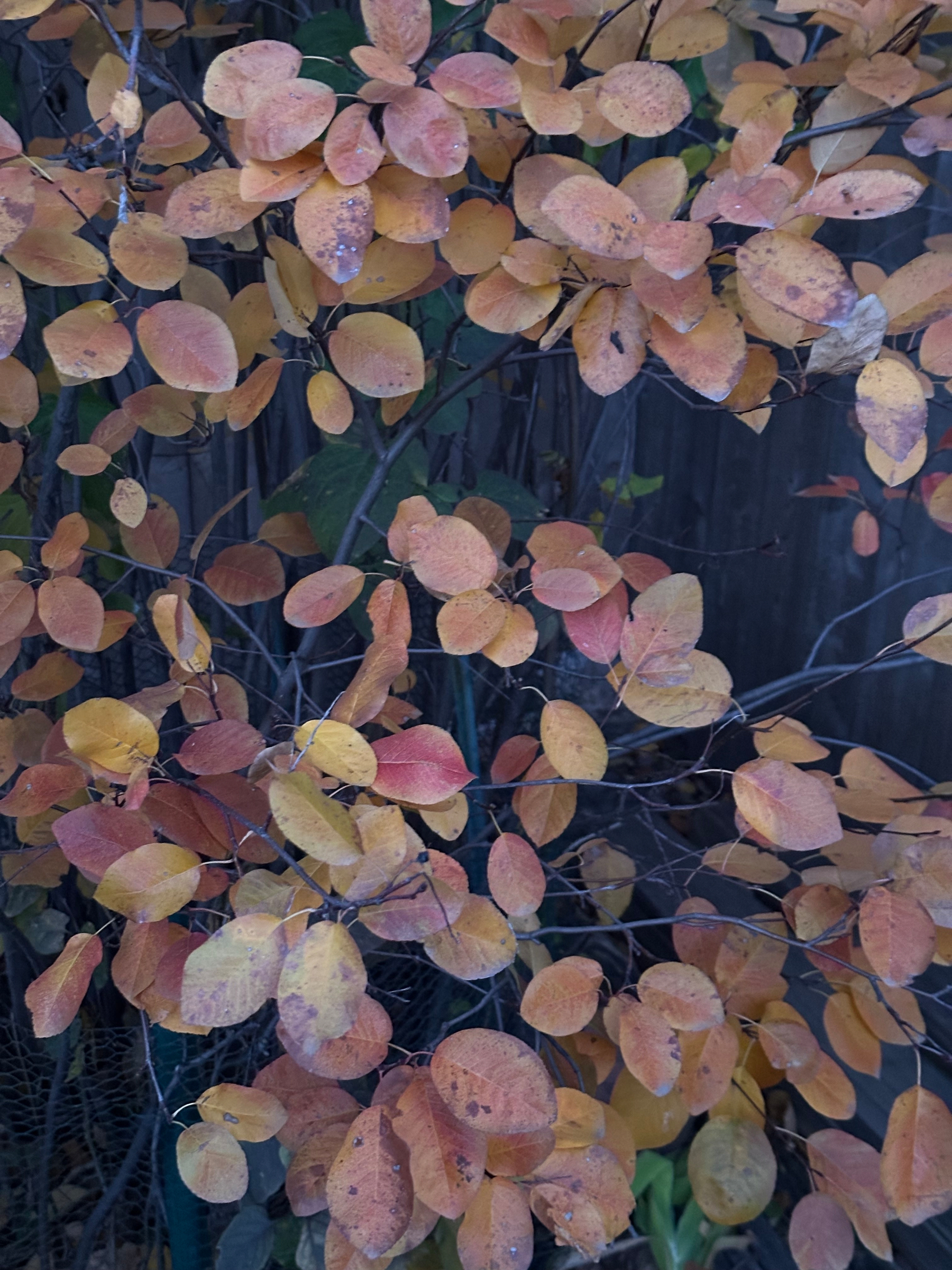 Golden and orange leaves densely cover branches against a dark background.