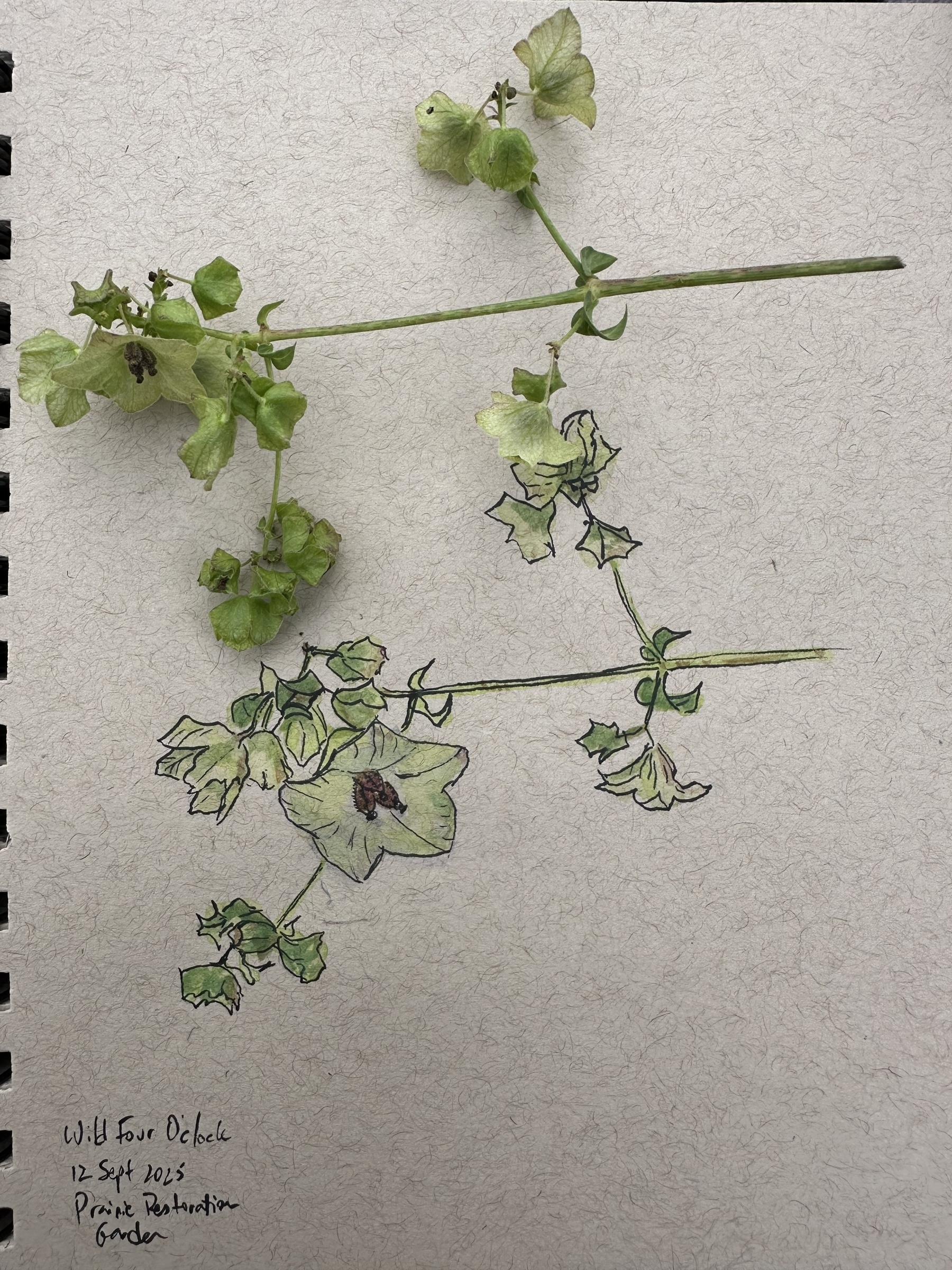 Green flowers rest on a sketchbook page featuring a detailed drawing of the same plant, with handwritten notes in the corner.
