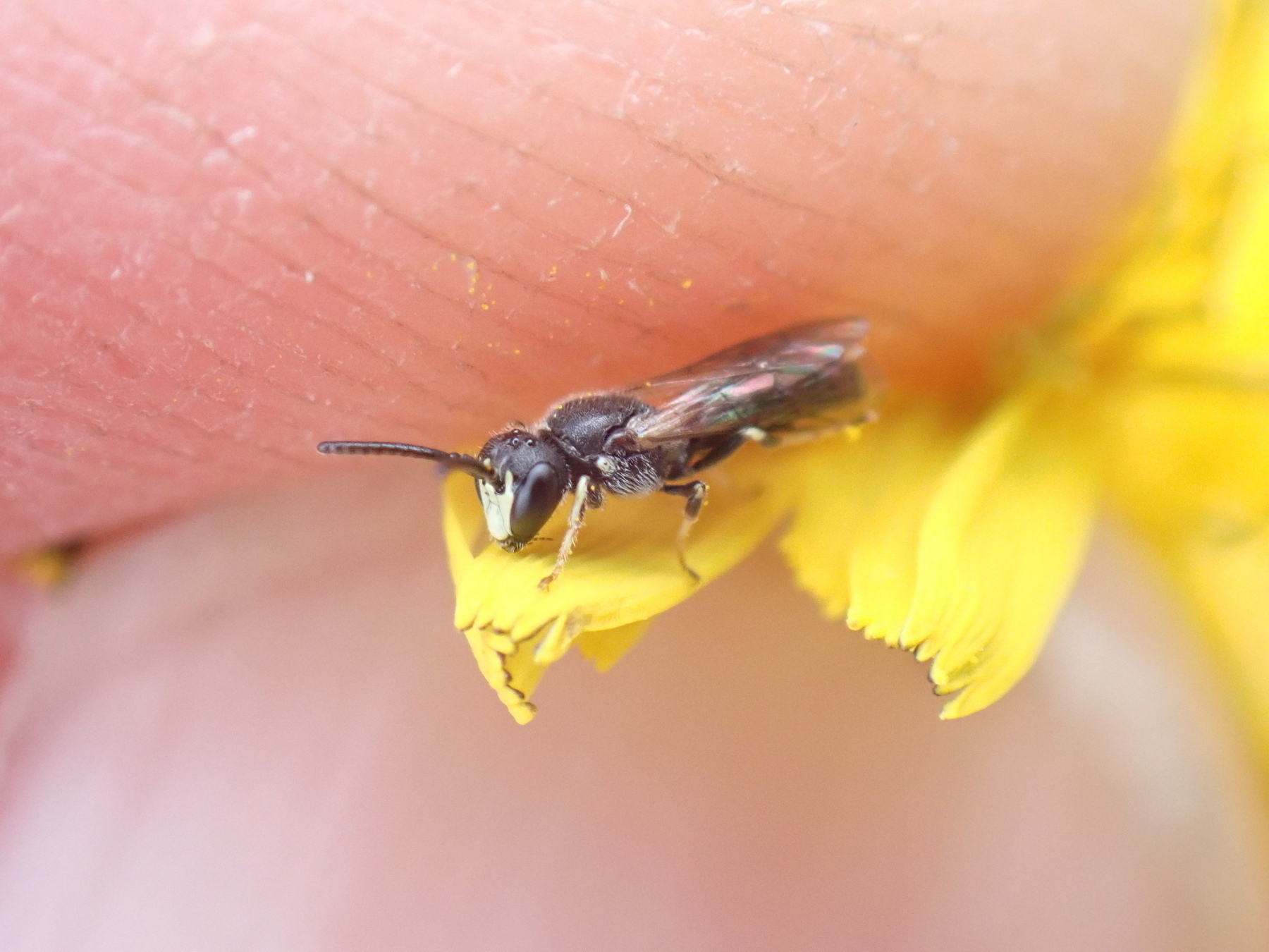 A close-up shot of a small bee resting on a bright yellow flower petal.