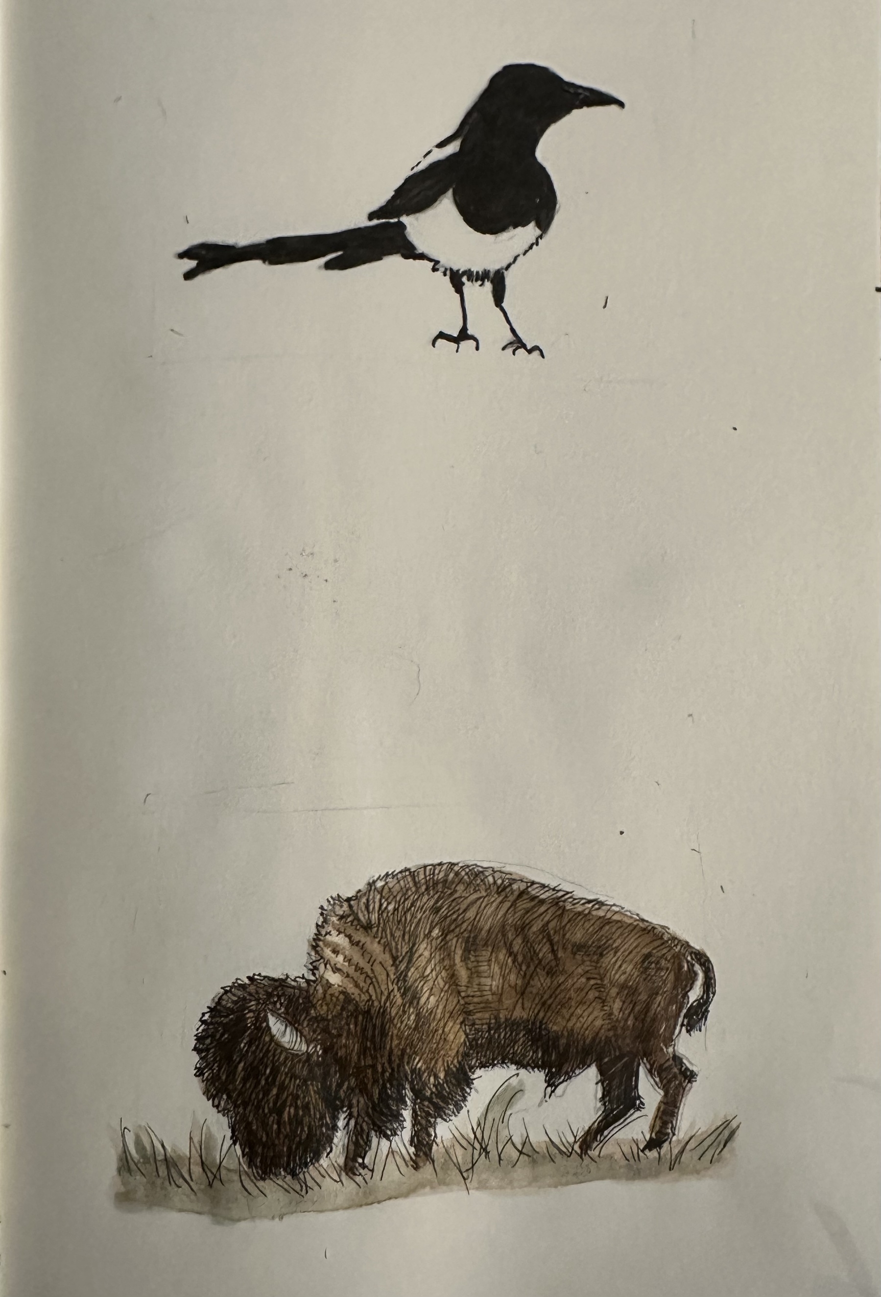 A bird is perched atop while a bison grazes below on a plain background.
