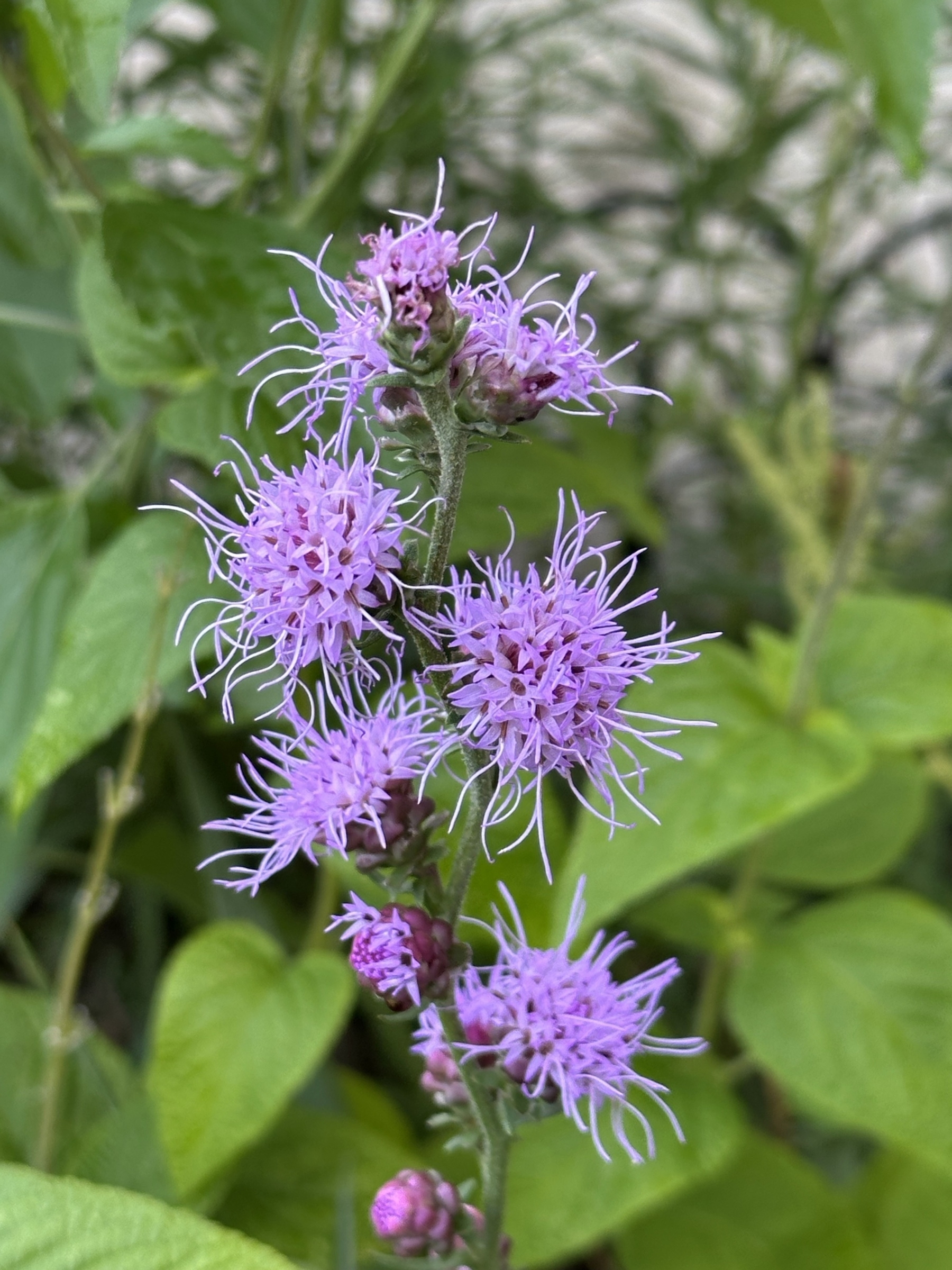 A flowering plant with clusters of bright purple feathery blooms and a green leafy background.